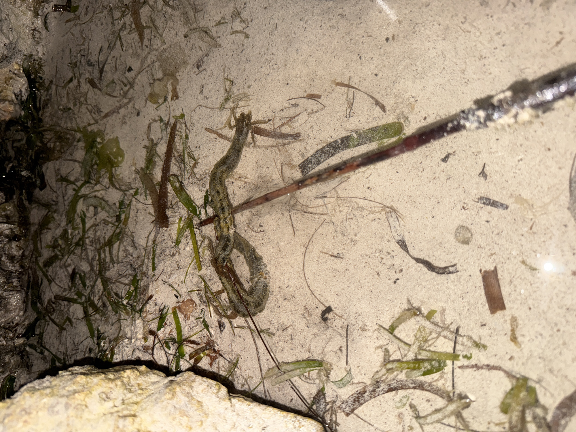 The image shows a snake partially submerged in shallow, sandy water on the coast of Palakahembi, Indonesia. The snake, which appears to be dark brown and green with a patterned body, is coiled in the sand. The water is clear, allowing visibility of the sandy bottom, which is littered with seaweed and debris. A large, light-colored rock is visible in the upper left corner of the frame, and a dark, elongated object, possibly a stick or branch, lies horizontally across the snake. The scene is illuminated by an overhead light source, creating some glare on the water's surface.