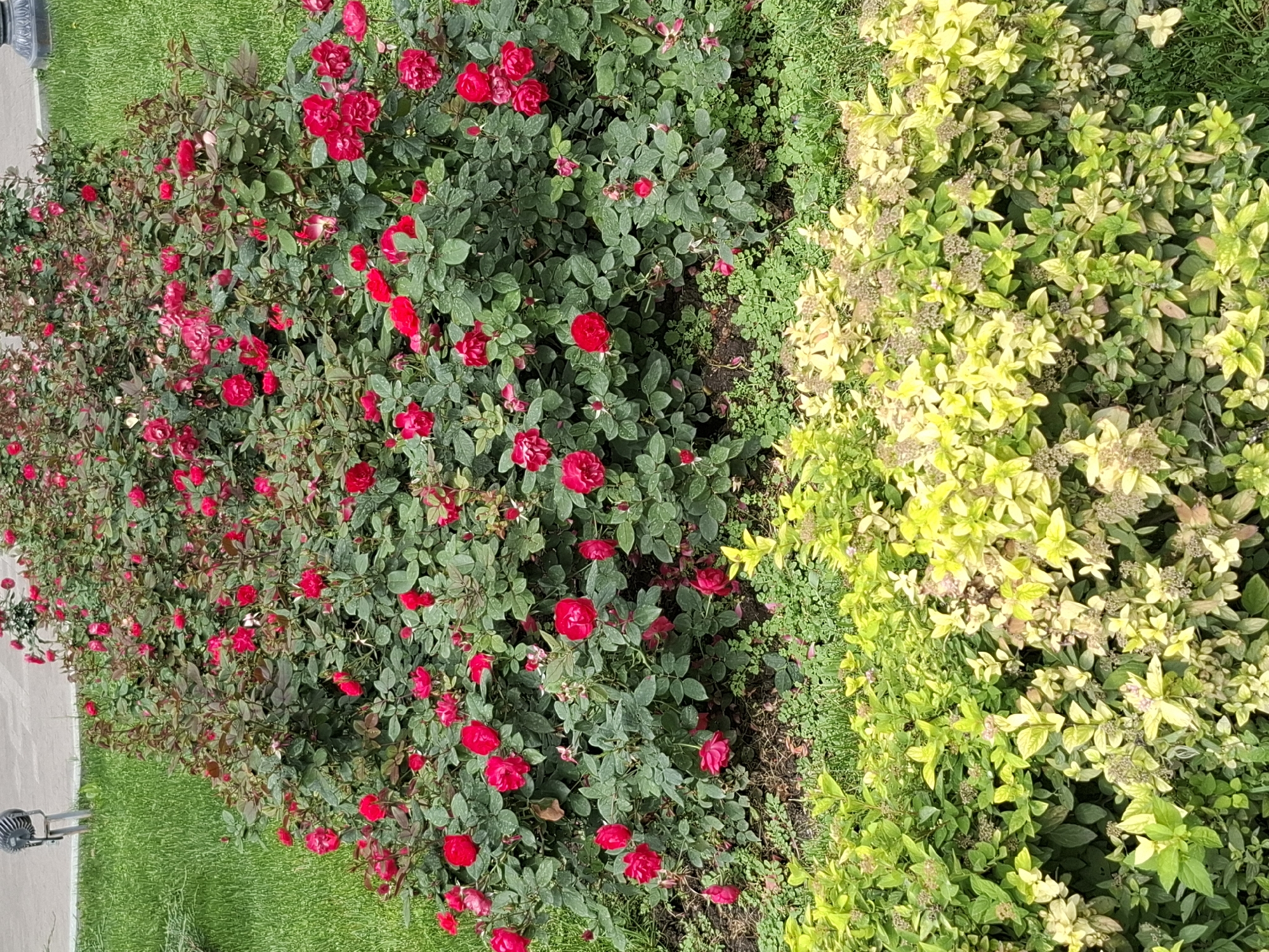 The image depicts a floral arrangement in an outdoor setting, possibly a park or garden. In the foreground, there are dense bushes with bright yellow-green foliage. Behind these, a large bed of rose bushes is visible, densely packed with dark green leaves and numerous bright red roses in various stages of bloom, with some buds also present. The roses are the dominant feature of the midground. In the background, a patch of neatly mown green grass is visible on the left, and on the right, there is a paved area, possibly a walkway or pathway, with a grey concrete texture. A small, grey, possibly metal object resembling a fan or light fixture on a pole is situated on the grass to the left. The overall scene suggests a well-maintained public or private garden space. The specific location in Almaty, Kazakhstan cannot be determined from the visual information alone.