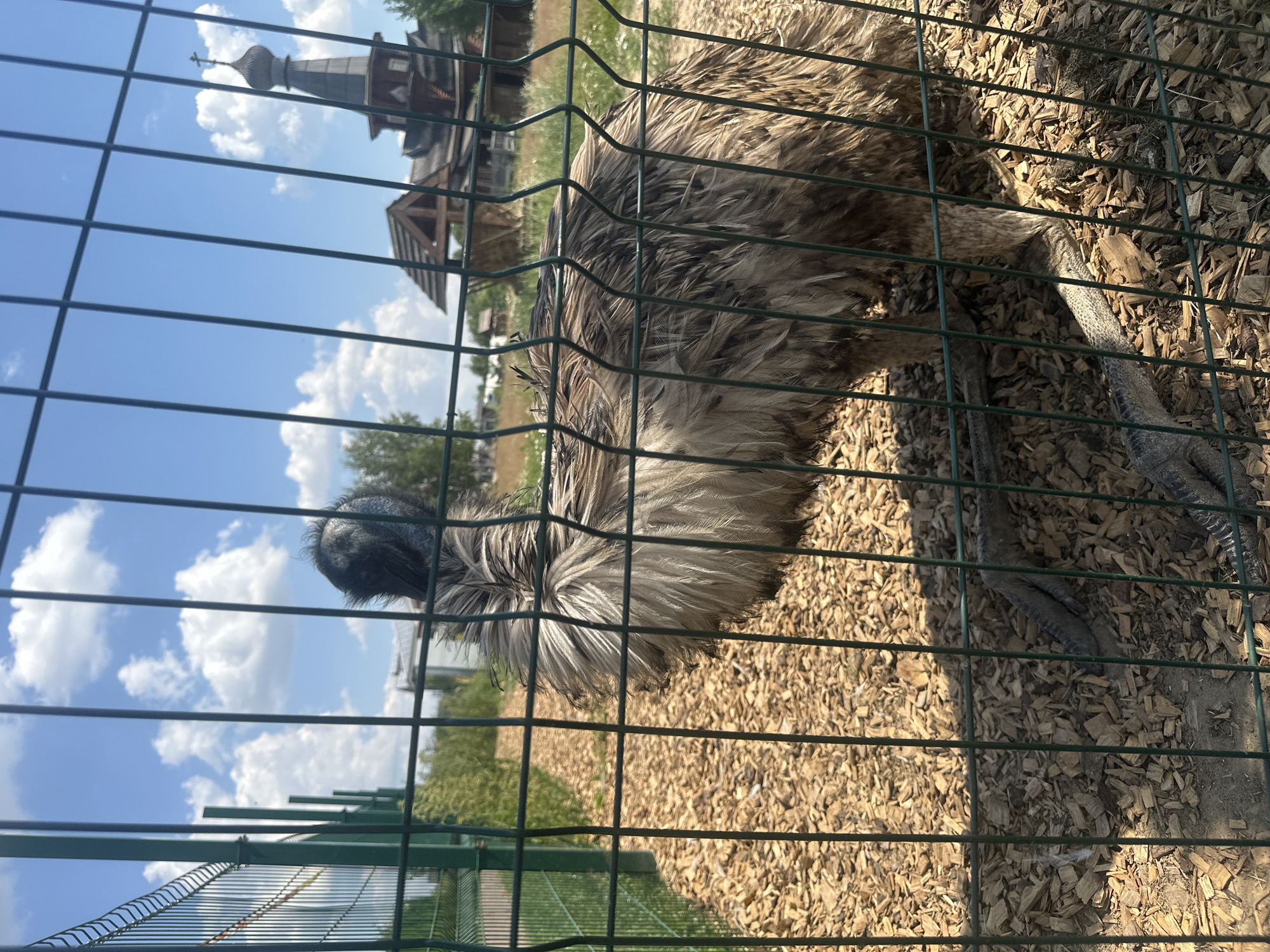 An emu stands behind a green metal fence in an outdoor enclosure. The ground of the enclosure is covered in wood chips. In the background, a wooden building with a domed roof topped with a cross is visible. The sky is blue with white clouds. The image is taken on a sunny day. The location is the city of Dal'nie Prudishchi, Russia.