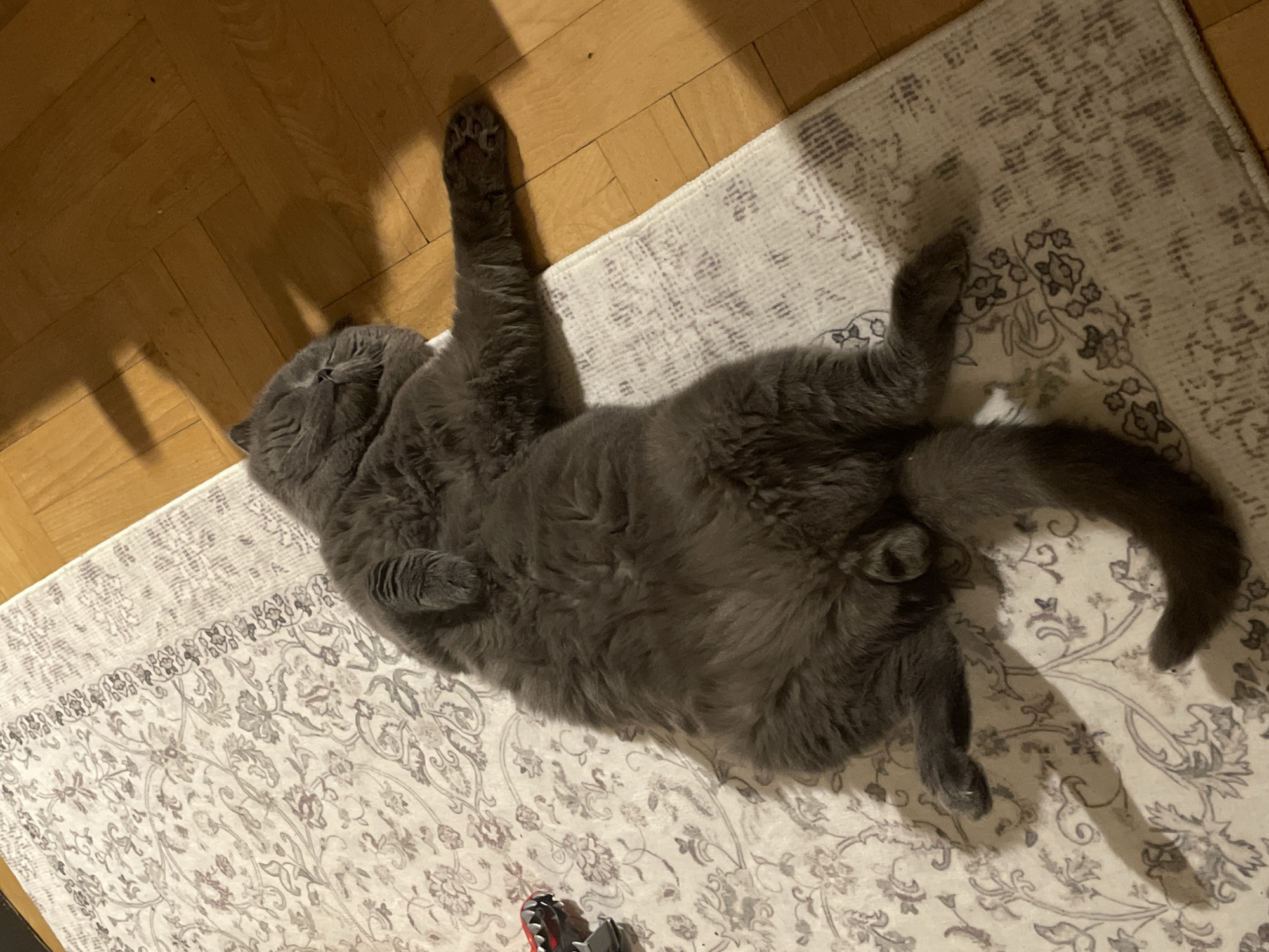 A gray cat lies on its back on a patterned rug, extending one front paw upward. The rug is partially on a wooden floor. A child's toy is visible in the lower left corner. The location is unknown.