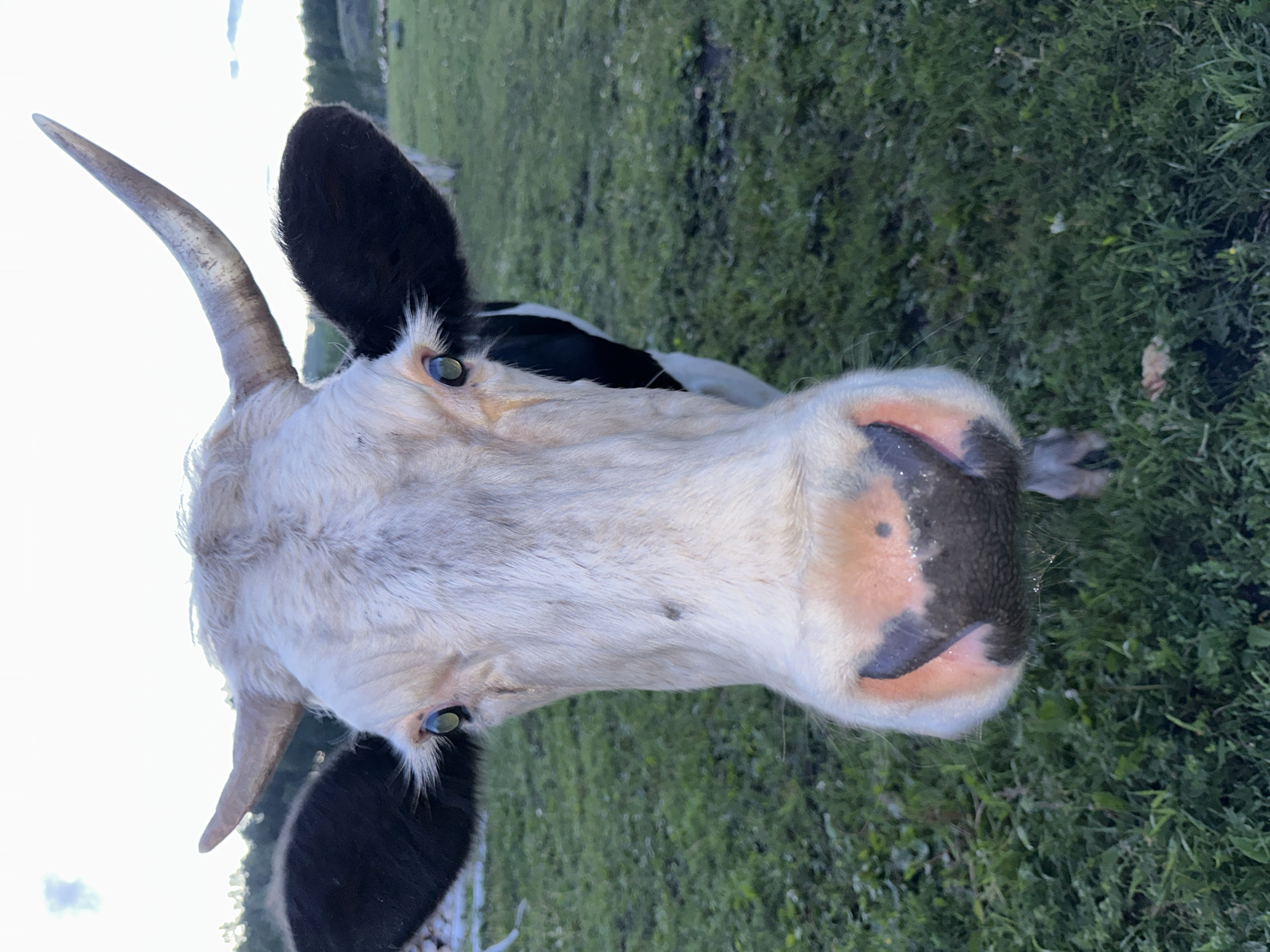 A close-up, head-on shot focuses on the face of a black and white cow standing in a grassy field. The cow's large, pink nose is prominent, with black markings on its muzzle. Its eyes are a striking green, with long eyelashes. Two curved horns rise from its head, one on each side. The cow's black ears are large and prominent. The background consists of green grass and a slightly hazy sky with some clouds. The overall lighting suggests it may be late afternoon or early evening.