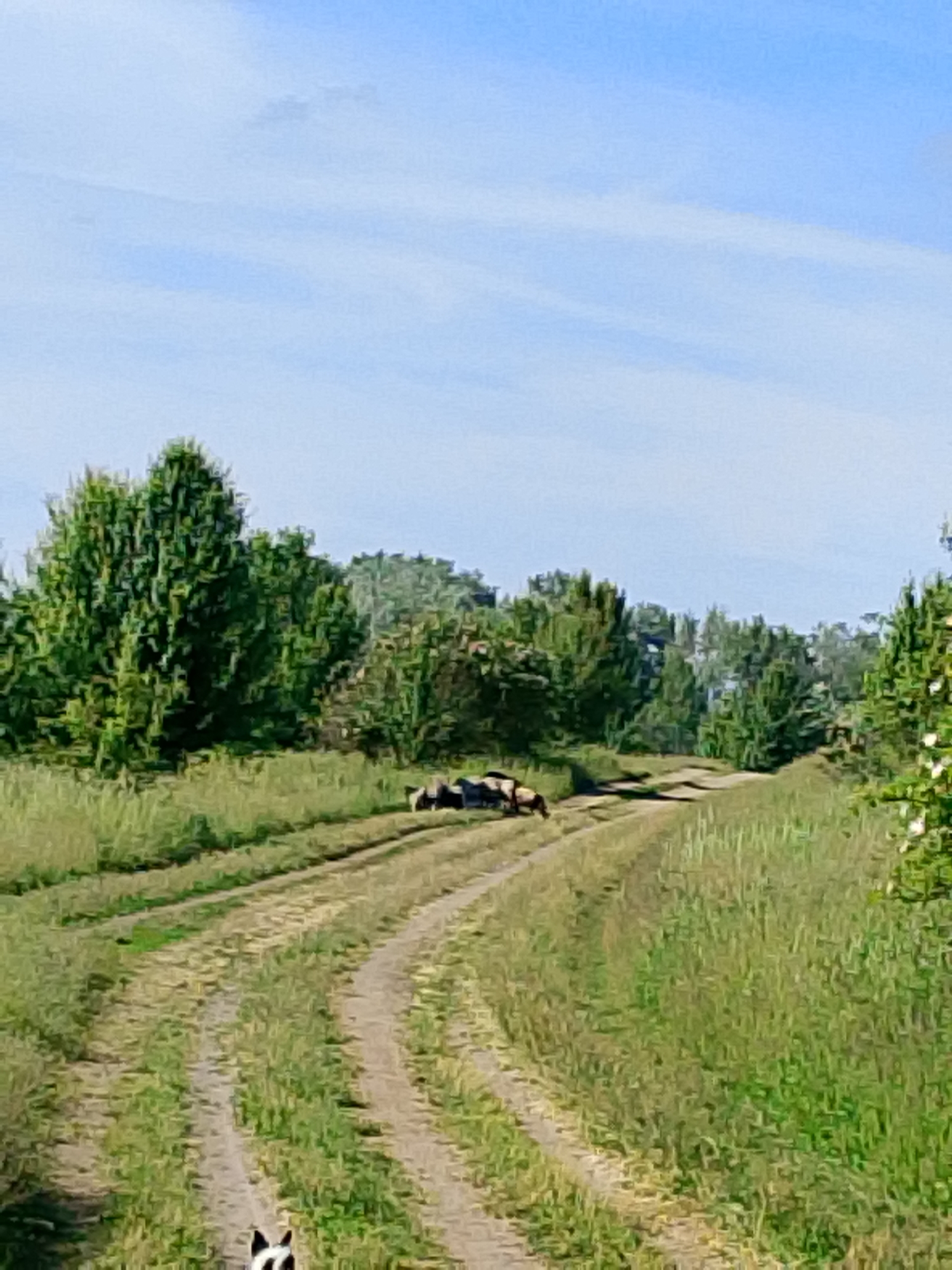 The image captures a serene outdoor scene, likely a rural or natural environment, under a bright, clear sky. A dirt path with two distinct tracks winds its way from the foreground, curving gently to the left, and extends into the distance, disappearing among trees.
In the mid-ground, positioned on the path, is a small group of animals, appearing to be sheep or goats. Some of these animals are lying down, resting on the dirt track, while others seem to be standing or grazing. Their coats show a mixture of light and dark markings.
The path is flanked on both sides by tall, green grass and abundant foliage from various trees. Large, dense trees with rich green leaves dominate the left side and background, forming a natural treeline. The sky above is a light, clear blue, with minimal, faint cloud cover, indicating daytime.
At the very bottom center of the frame, partially cropped, the head and neck of a black and white dog are visible, suggesting its presence near the viewer or along the path. The overall atmosphere is peaceful and natural, devoid of any visible text or human structures.