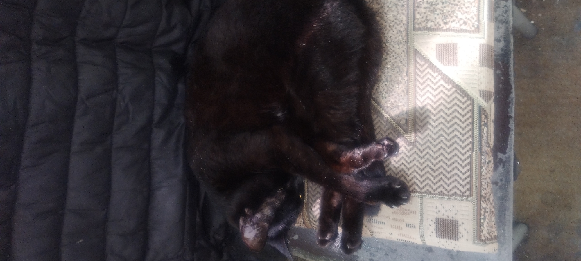 A black cat is sleeping on its side on a patterned cushion, which is placed on a flat surface. The cat is curled up, with its head resting on its paws. A dark, quilted fabric is behind the cat. The environment appears to be outdoors, possibly on a patio or balcony, with a concrete floor visible below. The image is undated and its location in Zaporizhzhia, Ukraine cannot be determined from the visual information provided.