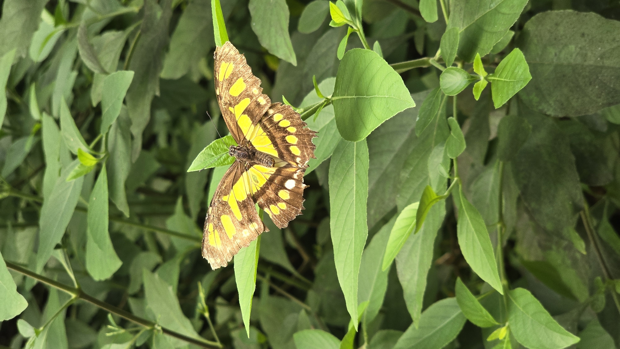 The image shows a Malachite butterfly perched on a bright green leaf. The butterfly's wings are a striking pattern of brown and yellow, with several yellow spots on each wing. The butterfly is positioned in the center of the frame, with its wings slightly open, revealing the intricate markings. The background consists of a dense foliage of green leaves, creating a natural and vibrant setting. The lighting suggests it might be daytime, and the overall impression is one of natural beauty and tranquility. There is no visible text in the image.