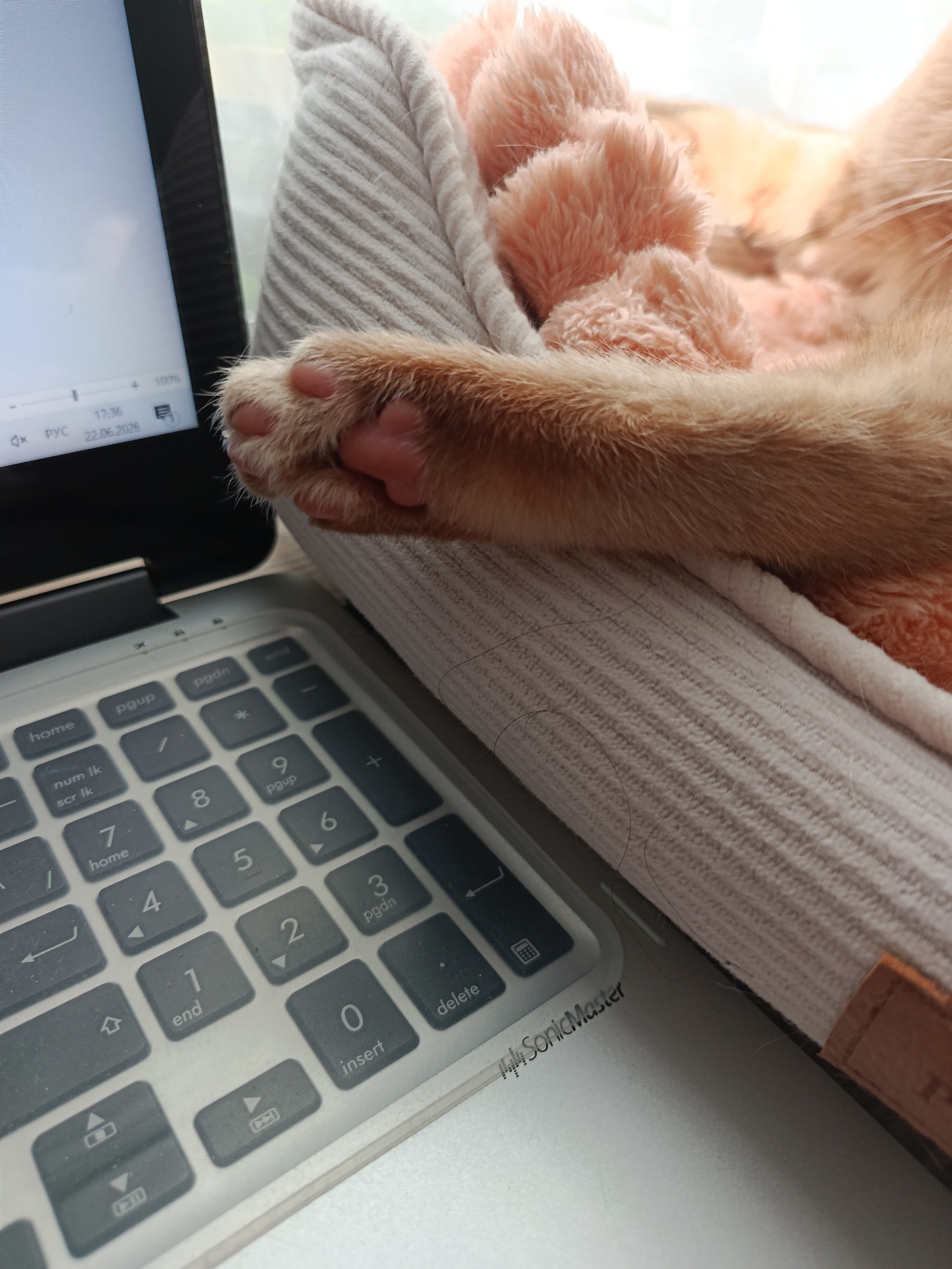 The image shows a close-up of a cat's paw resting on a laptop keyboard. The cat appears to be an orange tabby, with soft, fluffy fur. The paw is light brown with pink paw pads. The laptop keyboard is gray with white lettering. Some keys visible include "home," "pgup," "pgdn," "end," "num Ik," "scr Ik," and number keys. The laptop screen is partially visible on the left, displaying a taskbar with the time "17:36" and the date "22.06.2026." There is also text that appears to be in Russian ("РУС").
The setting appears to be indoors, possibly a home office or a comfortable living space, given the presence of a cat bed with soft, pink cushioning visible behind the paw. The lighting suggests it is daytime. The overall mood is calm and domestic, hinting at a moment of relaxation or a break from work, with the cat interrupting or sharing the space. The text "SonicMaster" is also visible on the laptop casing. The location is identified as Saint Petersburg, Russia.