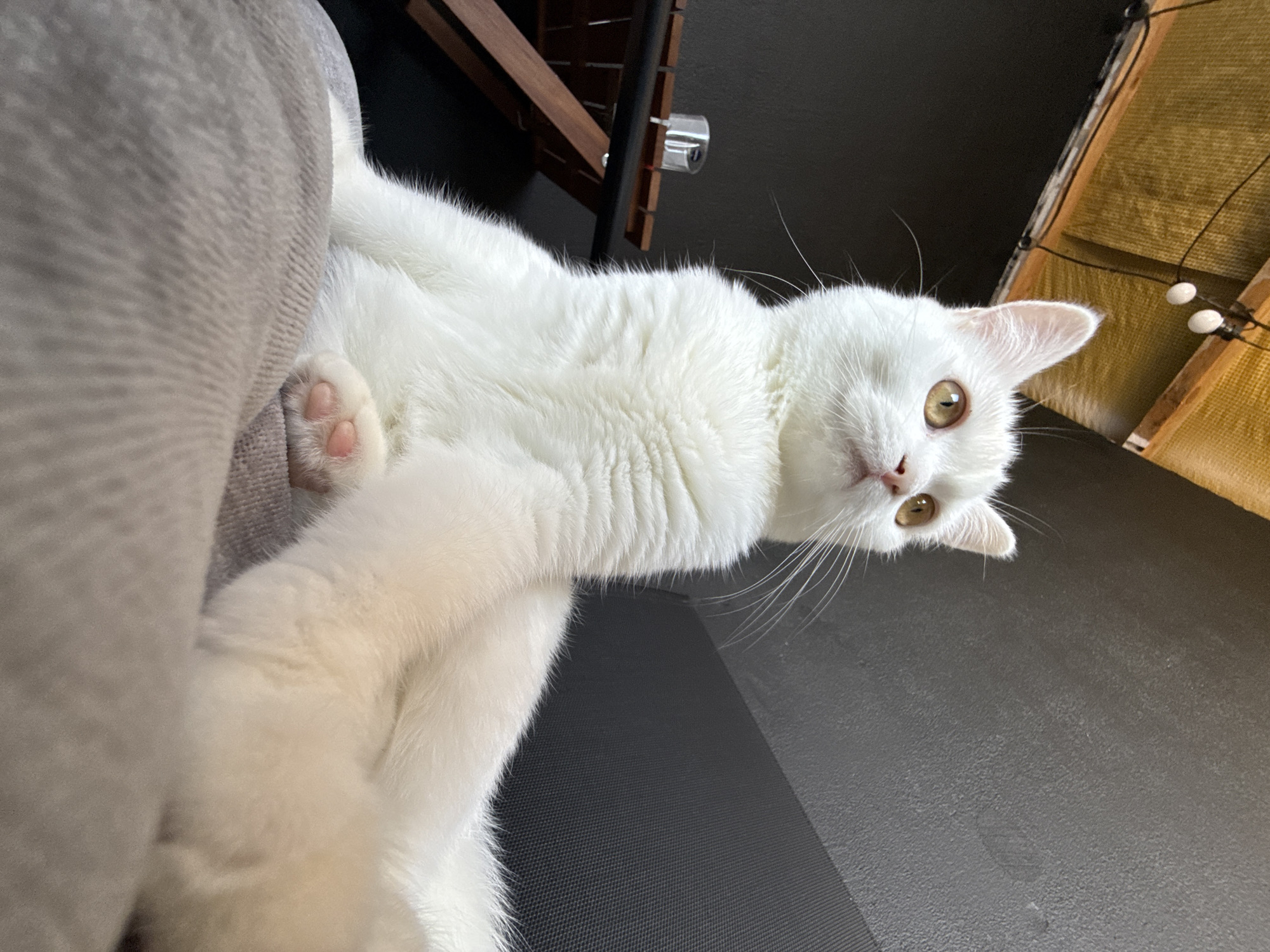 A white cat with yellow eyes is lying on a gray surface. The cat is mostly white with a few subtle patches of lighter fur. Its front paws are visible, with pink toe beans. The cat is looking up at the camera with a curious expression. The background is dark and out of focus, but appears to be an indoor setting with some wooden furniture and light fixtures visible. The lighting suggests it could be daytime, but it's difficult to tell without more context. The overall mood is calm and relaxed. There is no visible text in the image.