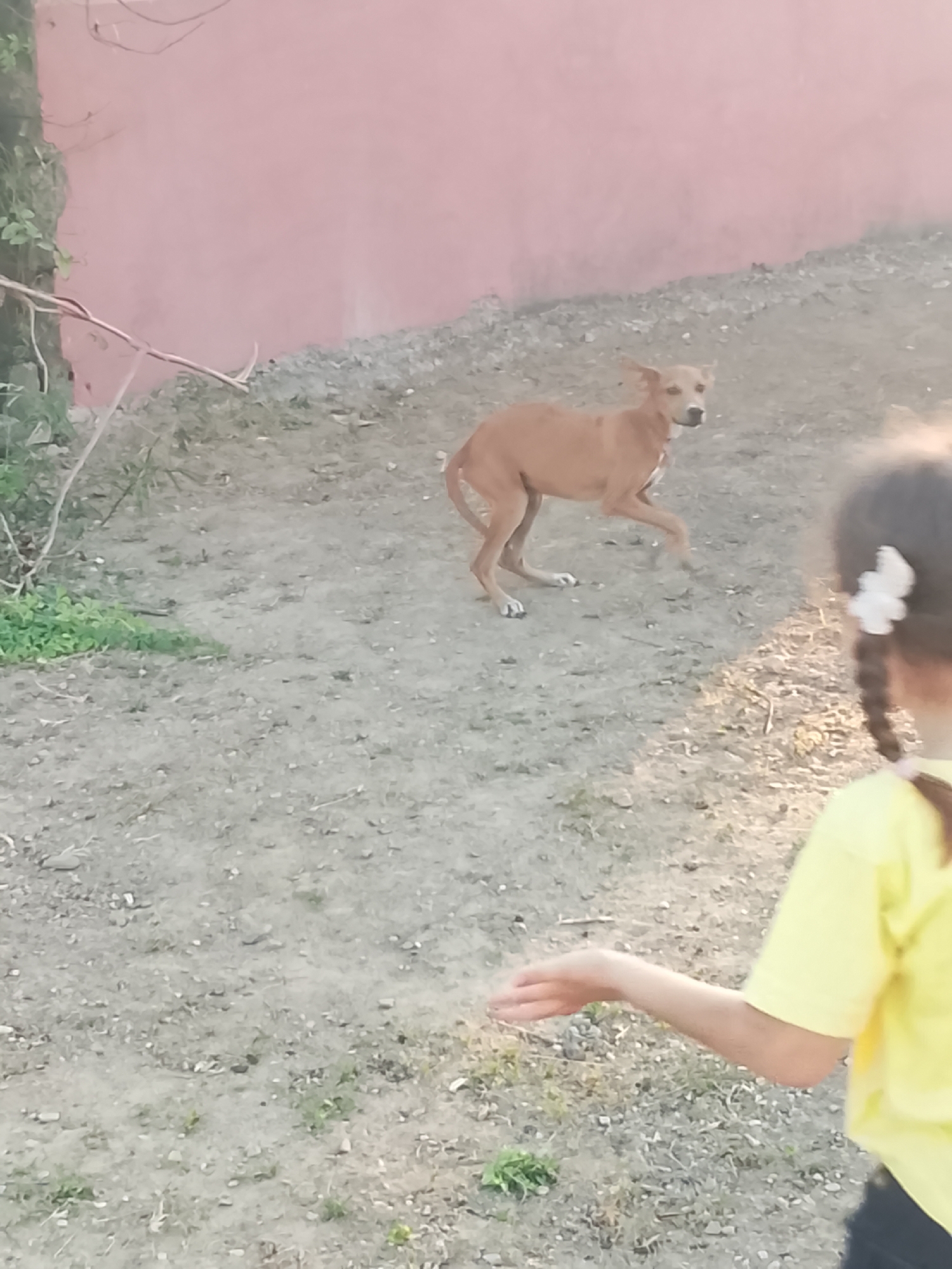 The image shows a light brown dog in an outdoor area with a pinkish wall in the background. The ground appears to be a mix of dirt and small stones, with some sparse greenery. In the foreground, the back of a child is visible, wearing a yellow shirt, with braided hair and a white hair accessory. The child's arm is extended. The dog is in motion. The location is Altagracia, Venezuela.