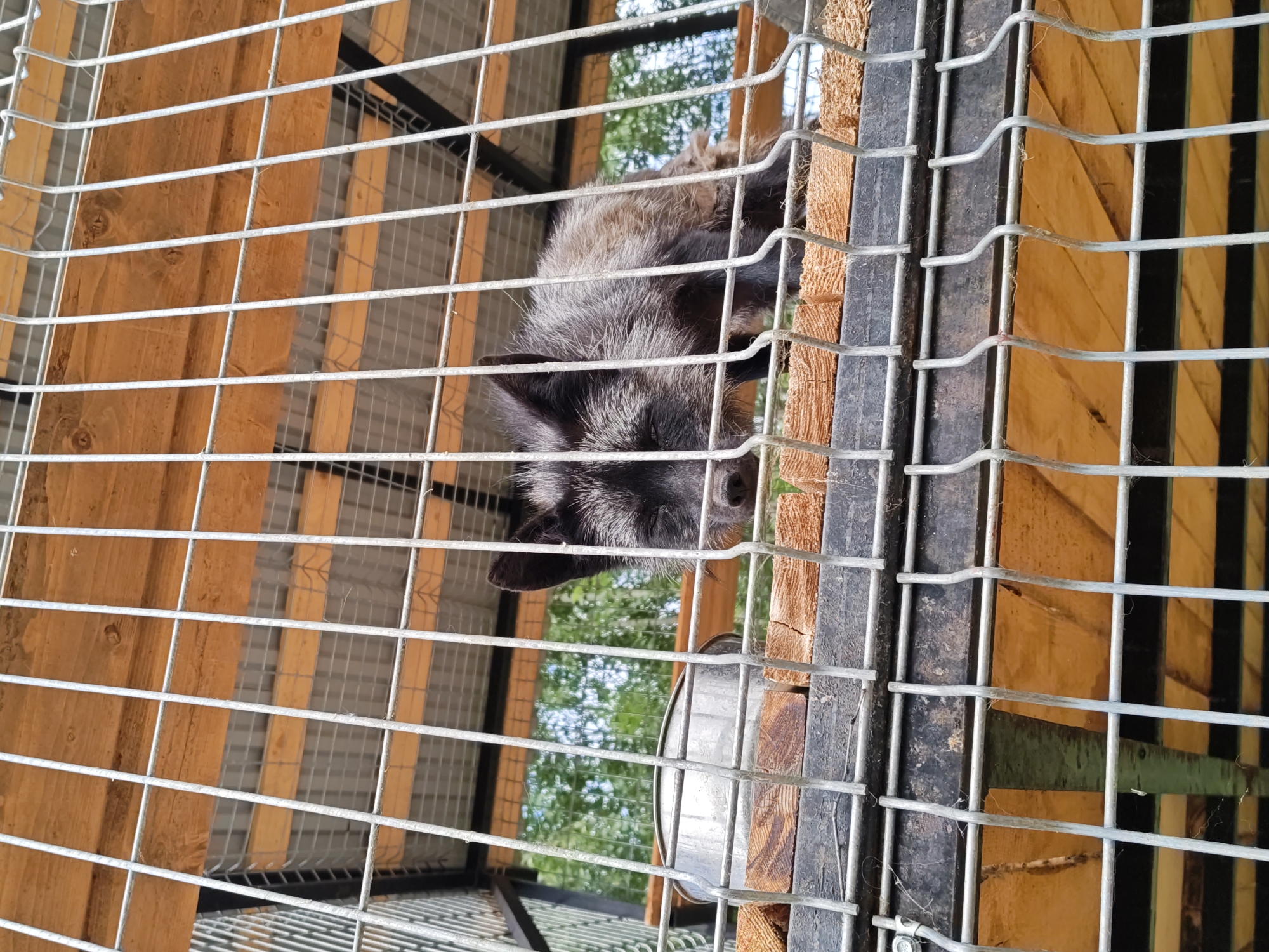 A silver fox is seen behind a cage at an animal enclosure in Dorishchi, Russia. The fox is primarily black with silver-tipped fur on its back and face. It is lying down, facing forward, with its eyes closed. A metal bowl sits to the left of the fox on a wooden platform. The enclosure appears to be made of metal bars and wooden planks, with a metal roof. Green trees are visible in the background through the cage.