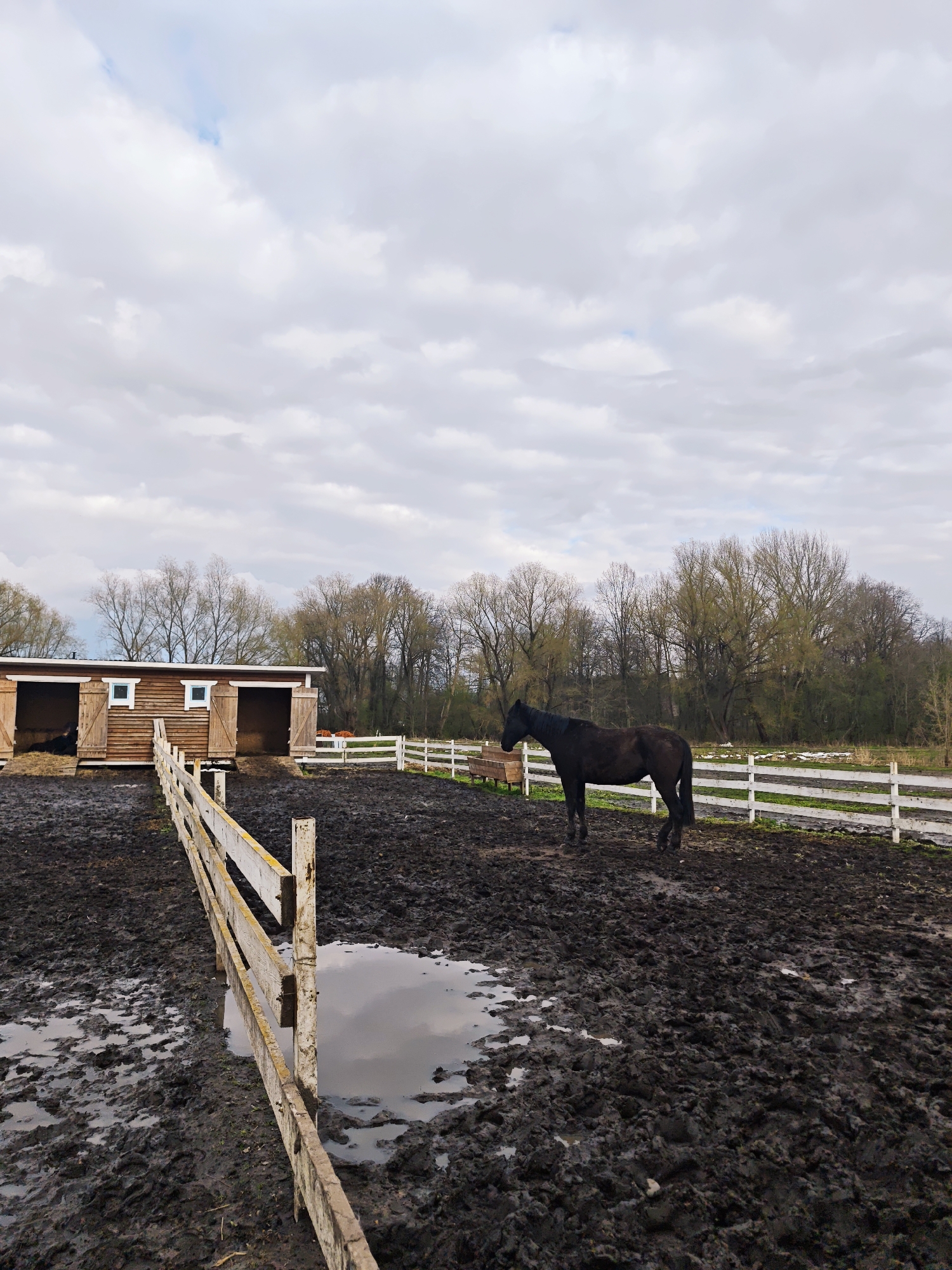 The image depicts a muddy paddock in Луговой, Russia. A dark horse stands in the muddy enclosure, which is surrounded by white wooden fences. A wooden barn-like structure with open doors is visible on the left side of the frame. A smaller wooden fence runs along the foreground, partly submerged in a puddle reflecting the cloudy sky. The background features bare trees, indicating a likely autumn or early spring setting. The paddock is heavily saturated with mud and water, suggesting recent or ongoing wet weather conditions.