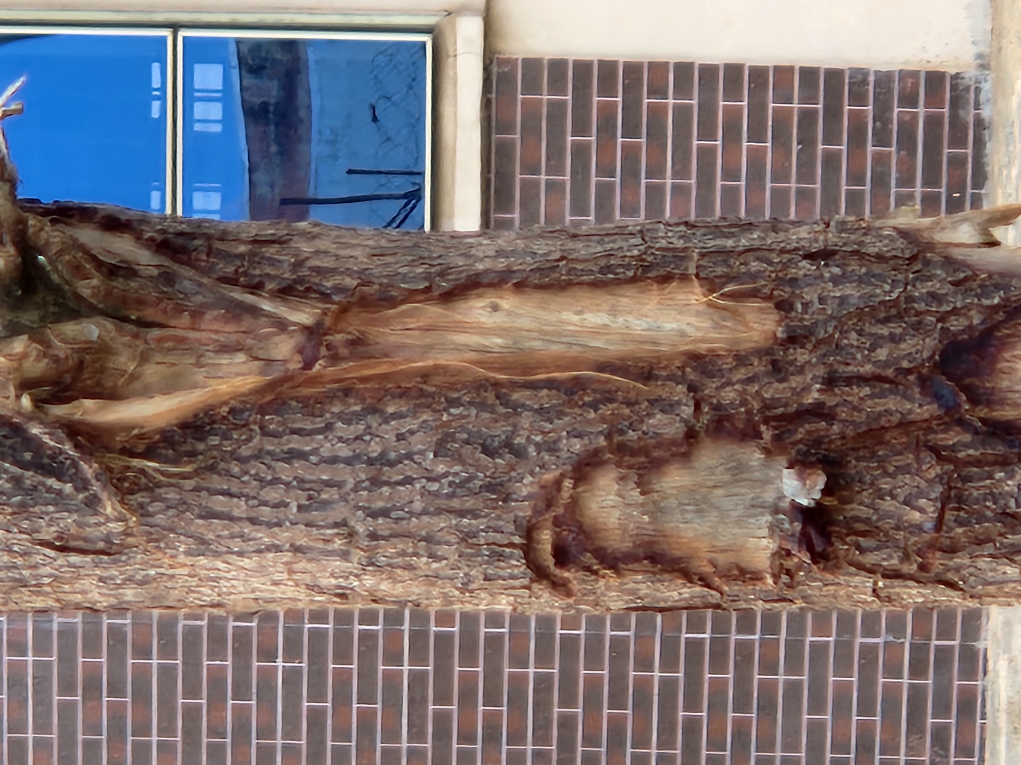 The image shows a close-up of a large, rough tree trunk resting horizontally. The trunk has a rough, textured bark and appears to be old and weathered, with some areas showing exposed wood and natural cracks.
In the background, a building facade is visible. The facade features a section of brickwork with dark brown, rectangular bricks laid in a running bond pattern. Above the brickwork, there is a window divided into two panes. The left pane is a vibrant, clear blue, reflecting a bright sky. The right pane is darker and reflects what appears to be tree branches or an outdoor scene. A light-colored, possibly cream or beige, architectural element frames the window.
The overall scene suggests an outdoor environment, likely in a location with buildings and trees. The bright blue reflection in the window hints at a clear day, possibly during daylight hours. The texture and scale of the tree trunk are the dominant subjects. There is no visible text in the image. The scene appears to be static, with no discernible activity or event taking place beyond the natural state of the objects shown. The context provided indicates Sabon Tasha, Nigeria.
