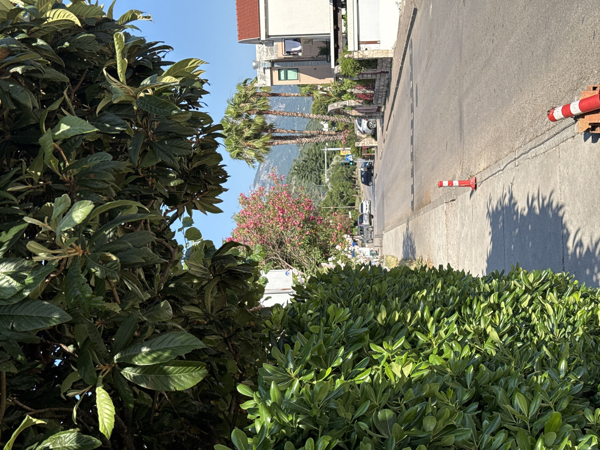 The image depicts a street scene in Budva, Montenegro. On the left, lush green foliage from trees and bushes dominates the foreground, with broad, dark green leaves on the left and smaller, glossy leaves on the right. In the mid-ground, several tall palm trees stand alongside buildings, with a pink flowering bush in front of them. The background reveals a mountainous landscape under a clear blue sky, suggesting a warm, sunny day.
The street itself is paved, with a sidewalk on the right. A few cars are visible on the street and parked along the side. Two red and white striped traffic bollards are present on the sidewalk, one in the mid-ground and another further down the street. One bollard appears to be connected to a chain. Buildings line the right side of the street, some with balconies and windows.
The sunlight casts distinct shadows of the foliage onto the sidewalk and street, indicating it is likely late morning or early afternoon. The overall impression is of a well-maintained residential or commercial area in a sunny, Mediterranean climate. No people are clearly visible.
