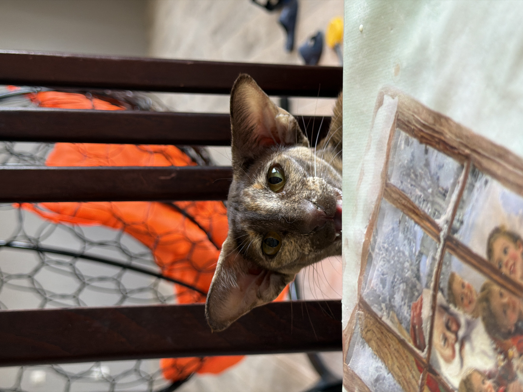 A close-up shot features a cat with tan and brown markings peering through the slats of a dark brown wooden structure. An orange object with a mesh or lattice-like texture can be seen behind the wooden slats. To the right of the cat, there is a painting or print depicting a window with children looking out, possibly in a snowy scene. The background is blurred and indistinct, providing limited context. The location in the city of Chaikovsky, Russia is not discernible from the image.