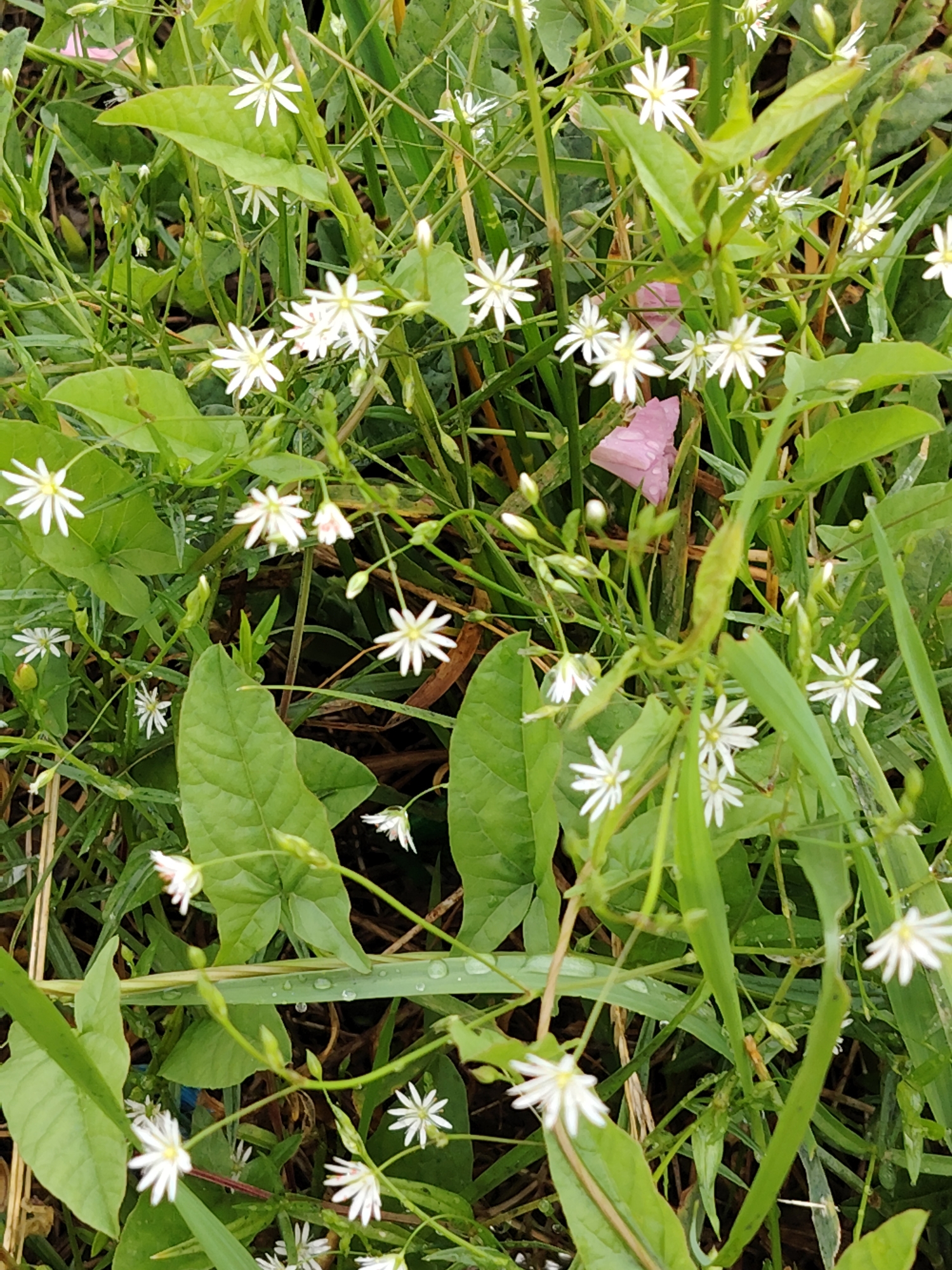 This is a close-up, top-down shot of a patch of green foliage with numerous small white star-shaped flowers. The flowers have delicate petals and appear to be growing amongst grass and other leafy plants. The overall scene is lush and natural, suggesting an outdoor setting, possibly a field or garden. The lighting is soft, indicating it might be overcast or a cloudy day, and there are visible water droplets on some of the leaves, implying recent rain or dew. The colors are dominated by various shades of green from the leaves and stems, contrasted with the white of the flowers. There is a subtle hint of pink in the background, possibly another flower or an object, but it is largely obscured by the greenery. The image does not contain any people or visible text. The location context is Balashikha, Russia.
