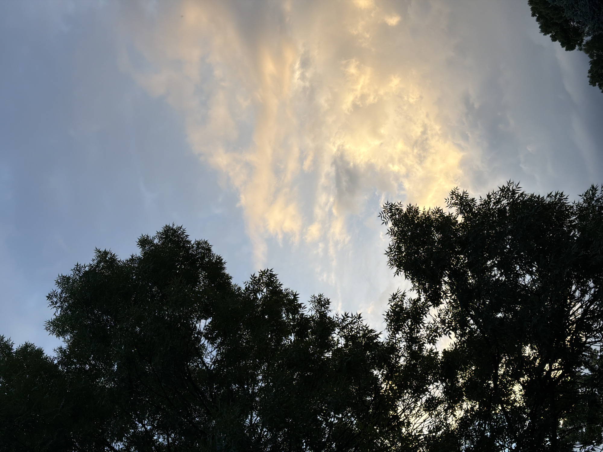 The image captures an upward view of a partially cloudy sky and the silhouetted canopies of trees. The sky dominates the upper two-thirds of the frame, transitioning from a light blue on the left to a warm, golden-yellow glow on the right, where streaks of bright clouds are illuminated, indicative of either sunrise or sunset. Some darker, grey clouds are interspersed among the brightly lit ones.
The lower third of the image and parts of the right edge are filled with the dark, dense silhouettes of tree foliage. The leaves appear relatively small and pointed. Sunlight filters through occasional gaps in the tree canopy, creating bright patches against the dark leaves.
No people, animals, or man-made objects are visible, and no activity is taking place other than the natural movement of light and clouds. The time of day is either early morning or late evening due to the warm, indirect light illuminating the clouds. The scene evokes a sense of natural serenity. No visible text is present in the image. While the location context is Sofia, Bulgaria, there are no specific visual cues within the image to identify this location.