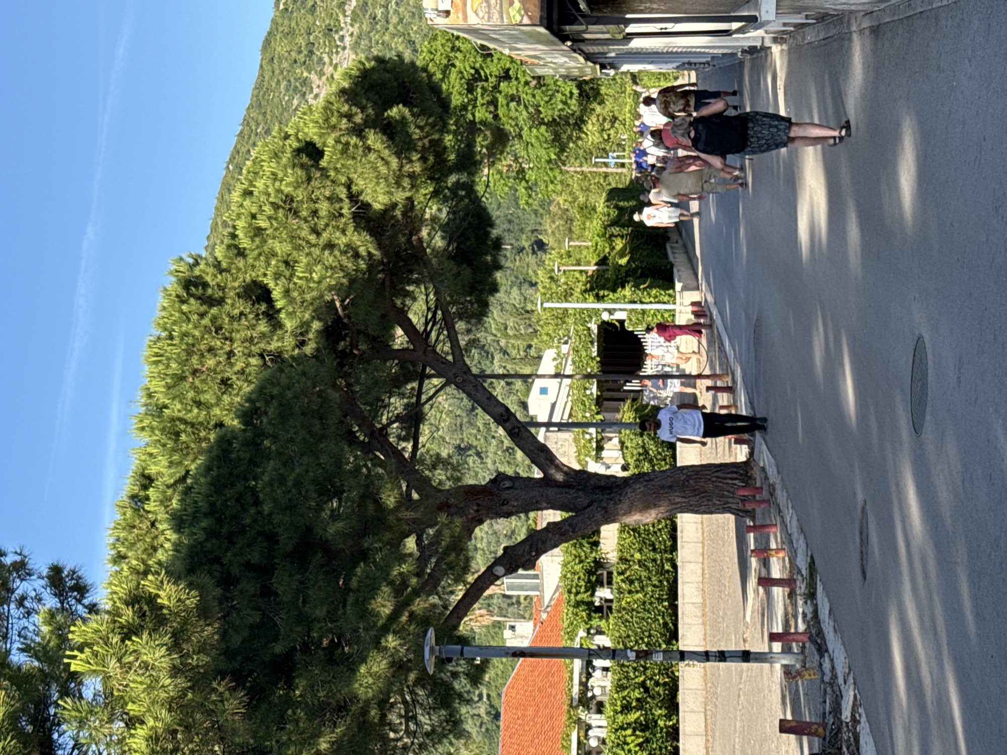 This image captures a sunlit street scene in Budva, Montenegro. A large, mature pine tree with a thick, textured trunk and dense green canopy dominates the left mid-ground, casting prominent shadows across the asphalt road. To the left of the tree, a grey metal street lamp stands, and a line of short, red-topped bollards marks the edge of the roadway. Behind the tree and bollards, buildings with distinct reddish-orange tiled roofs are partially visible, set against a backdrop of vibrant green hedges and climbing vegetation.
On the right side of the street, a building with a light-colored facade is visible, featuring obscured signage. Numerous pedestrians populate the street, mostly walking away from the camera towards the distant background. In the foreground right, a woman with a dark backpack and a patterned skirt walks away. In the left mid-ground, a man in a white t-shirt with "HUGO" printed on it walks towards the camera. Further down the street, a group of people, dressed in casual summer attire including shorts and t-shirts, are seen walking. One individual in the left mid-ground wears a long, reddish garment.
The background features expansive, densely forested green hills under a clear, bright blue sky, with a faint white contrail visible high above. The overall scene is characterized by abundant greenery, strong sunlight, and pedestrian activity on a paved street.