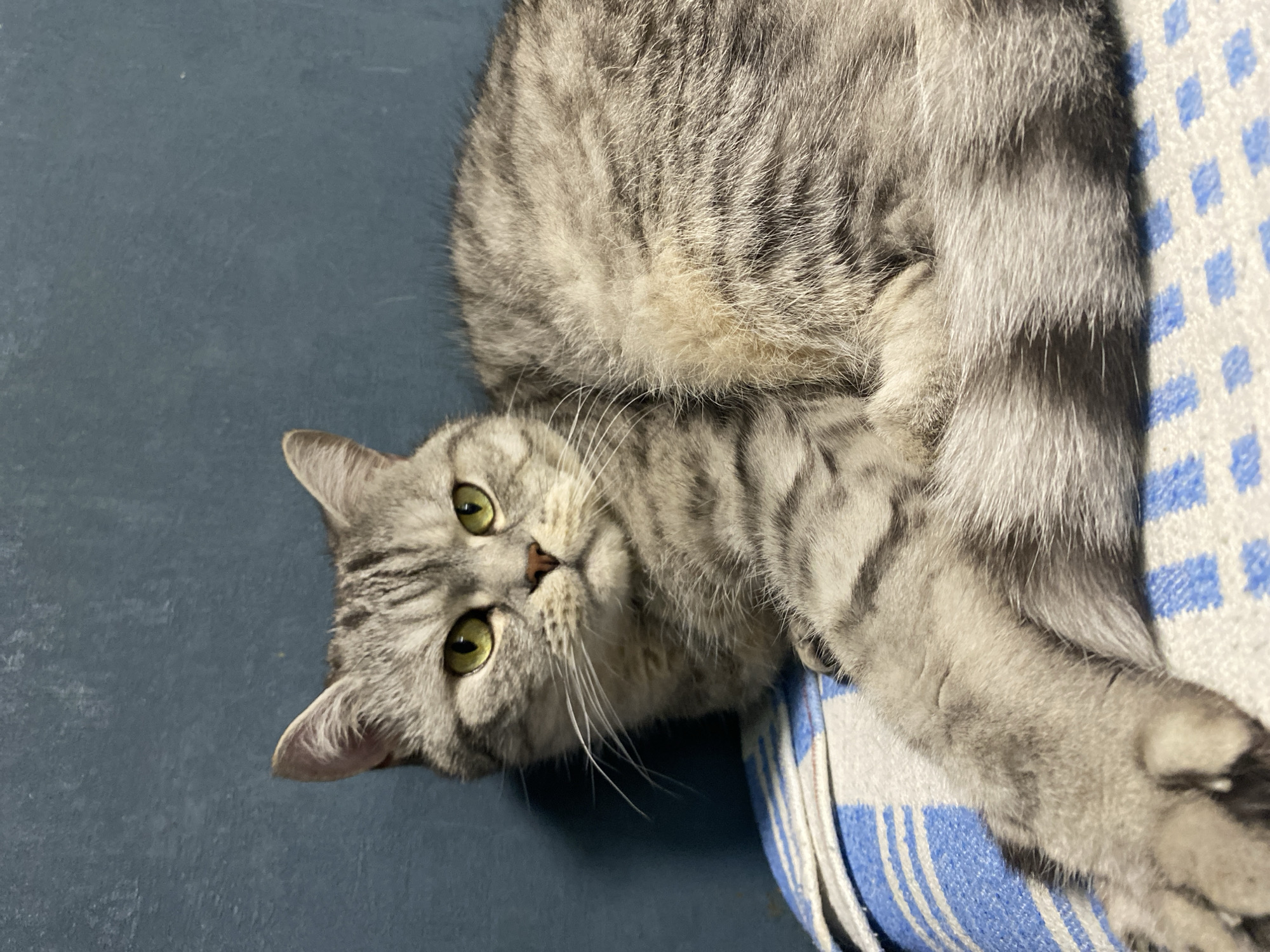 A silver tabby cat with green eyes lies on a blue surface and part of a blue and white patterned cloth. The cat is mostly gray with darker stripes and has long white whiskers. The background is a solid blue color. The cat is looking directly at the camera. It is not possible to determine the location or its relation to the city of Chaikovsky, Russia based on the visual information alone.