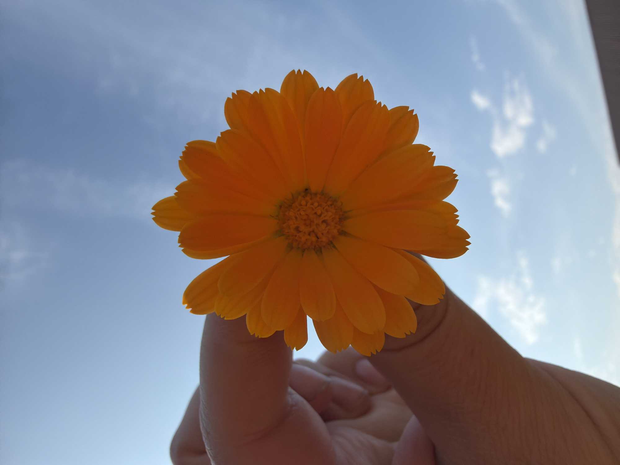 A close-up, low-angle shot shows a bright orange daisy-like flower being held between the thumb and index finger of a person's hand against a clear blue sky with scattered white clouds. The flower is the dominant subject, with its petals spread wide and its center a textured mass of orange. The hand is silhouetted, with its skin tone appearing dark against the bright background. The image is likely taken outdoors, with the sky suggesting daytime. There are no identifiable landmarks or details that would suggest a specific location within the city of Chaikovsky, Russia.