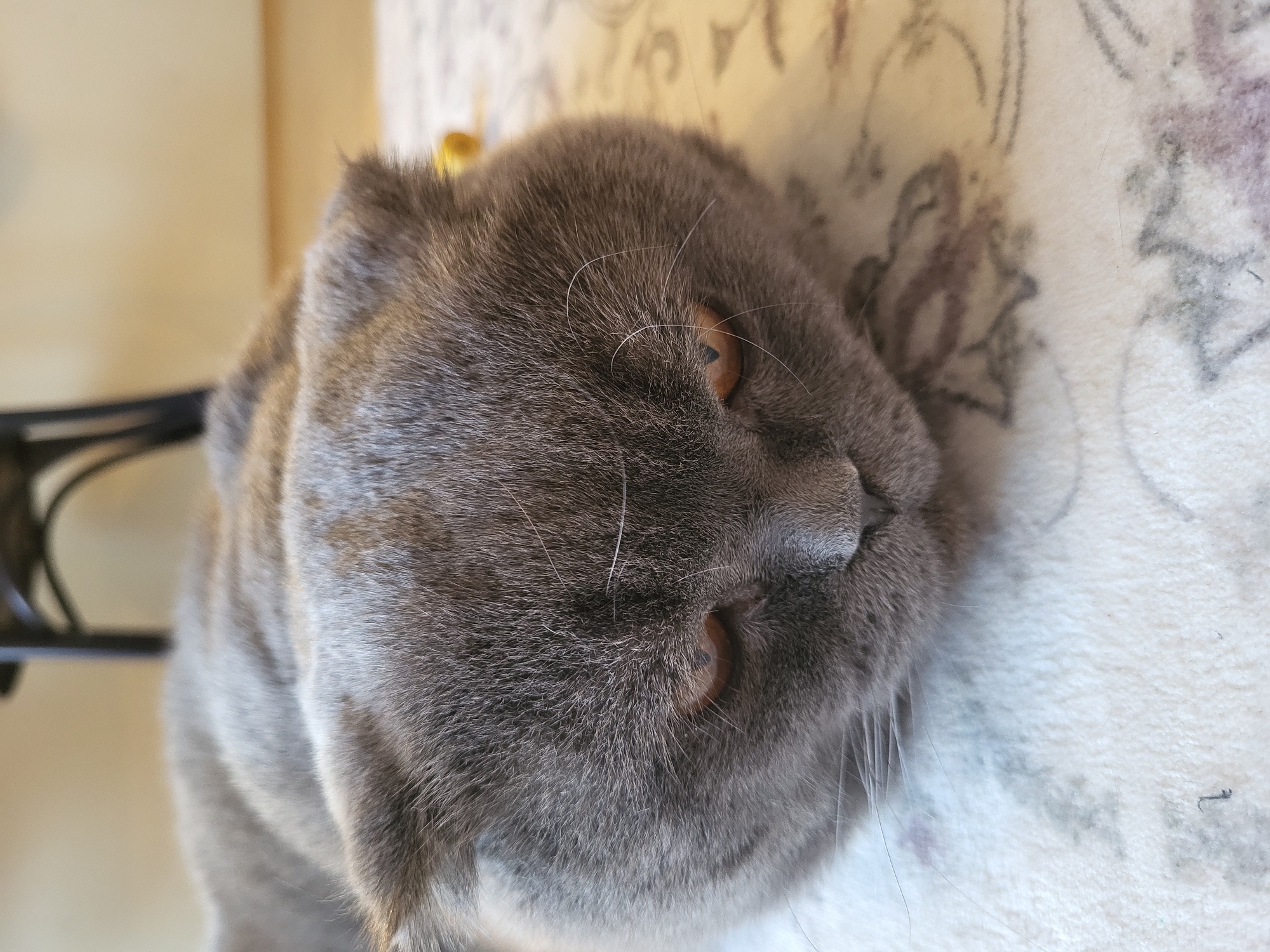 A gray cat with folded ears lies on a patterned surface. The cat has copper-colored eyes and a short muzzle. Part of a table with black legs is visible in the background. The cat is the primary subject of the image. The environment is indoors.