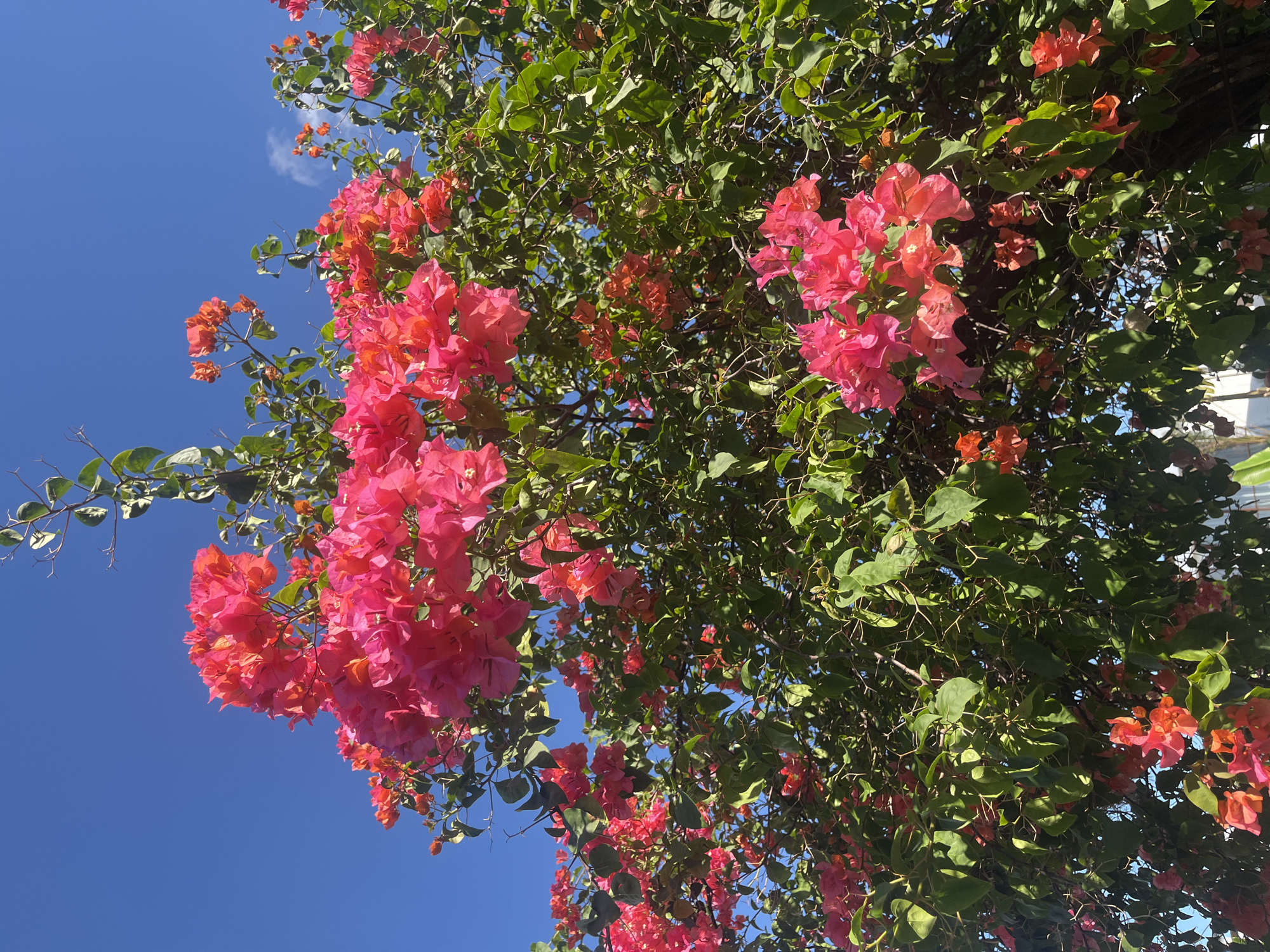 The image, taken from below, shows a bougainvillea bush in full bloom against a bright blue sky. The flowers are predominantly a vibrant pink color, with some transitioning to a more orange hue. The green leaves of the bush are scattered throughout the frame, interspersed with the flowers. The bush appears dense, partially obscuring the clear blue sky. At the top right corner, a glimpse of a white building element can be seen. The image captures a natural scene likely taken in North Kuta, Indonesia, though no specific features confirm this location.