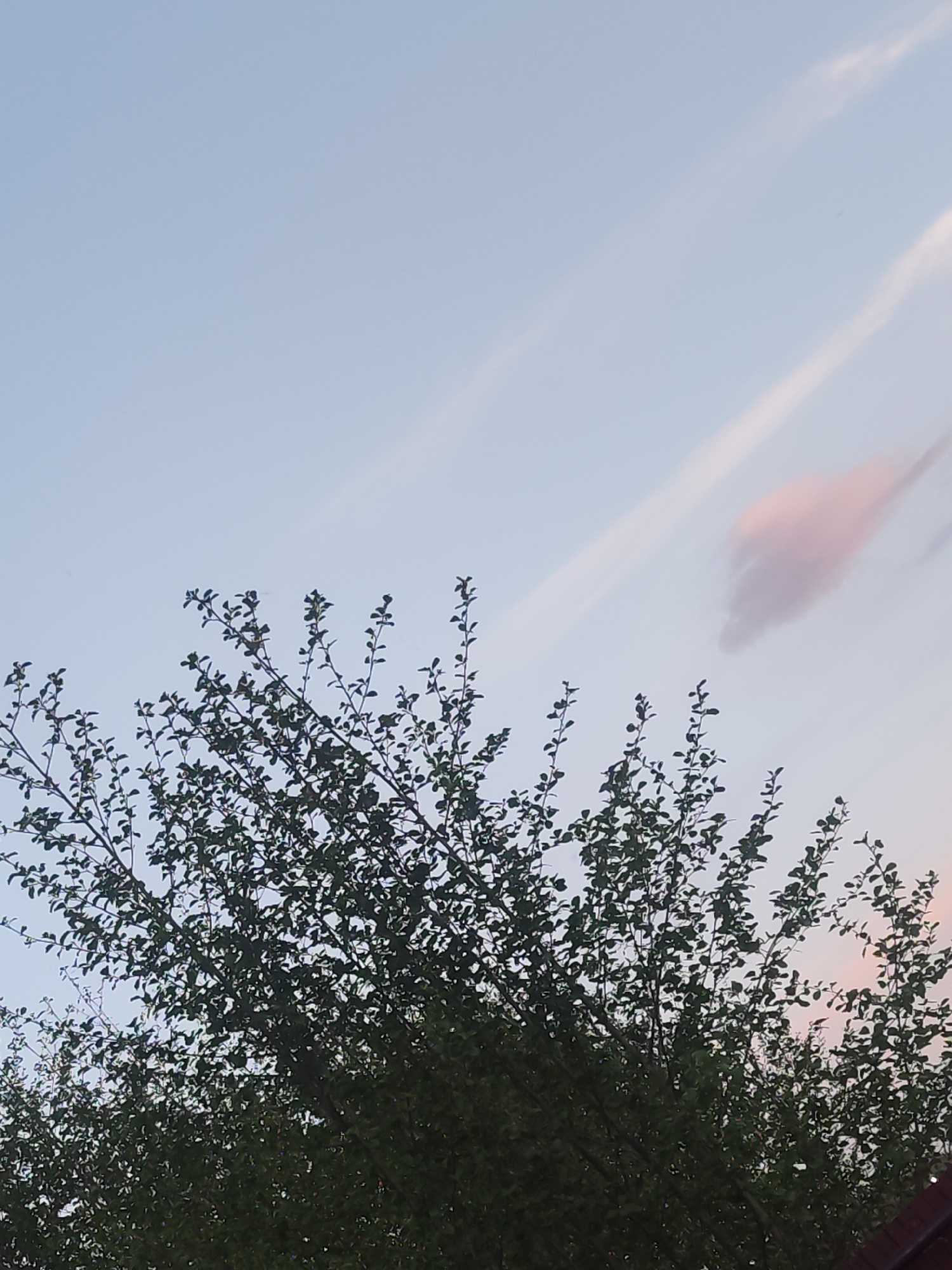 The image shows the top portion of a tree with green leaves against a light blue sky. There are thin, wispy clouds in the sky, with one slightly larger cloud having a pinkish hue. The location and specific details of Chaikovsky, Russia, are not discernible from the image alone.
