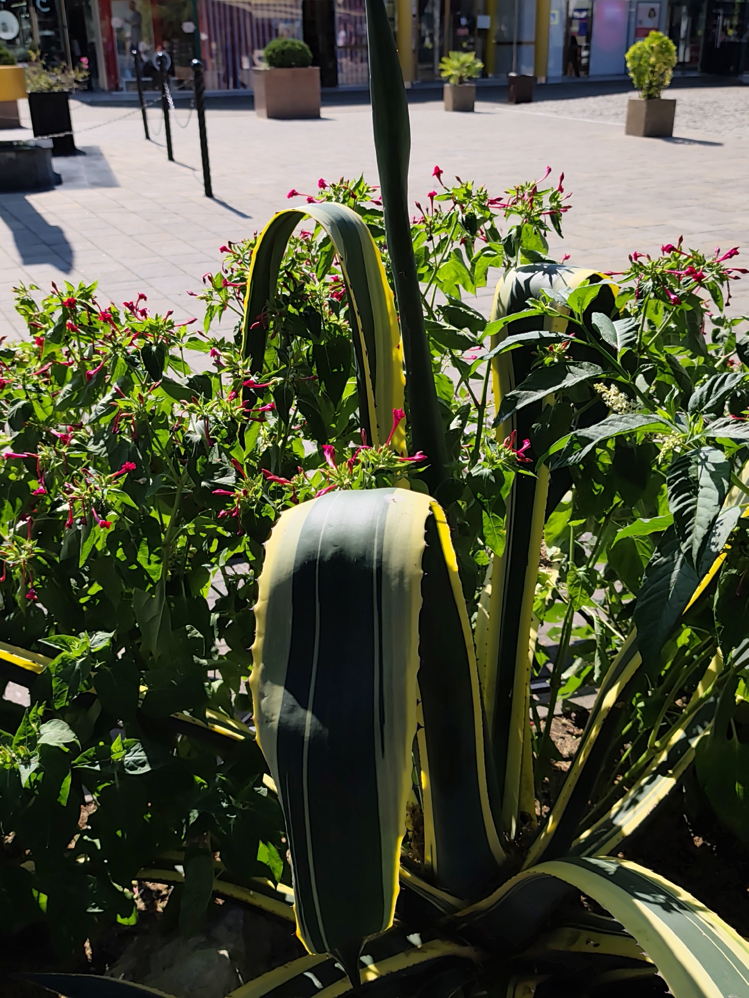 The image depicts a close-up view of a variegated agave plant with its striking green and yellow leaves dominating the foreground. Behind the agave, a cluster of small, pink flowers on green stems is visible. The plants are situated outdoors, likely in a public space, as indicated by the paved walkway and bollards in the background, which suggest an urban or park-like environment. The lighting suggests it is daytime with strong sunlight casting shadows. The image does not contain any discernible elements that specifically place it in Sochi, Russia.