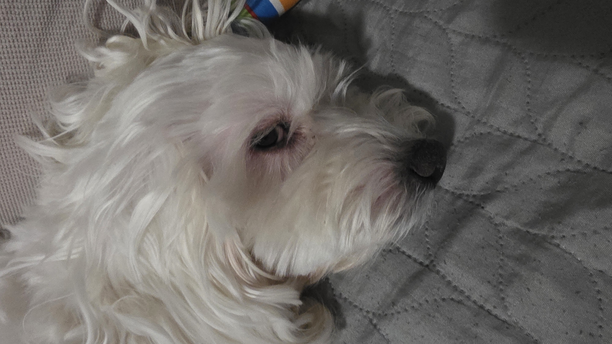A white dog, possibly a Maltese or similar breed, is lying on a gray quilted surface. The dog is viewed from above and to the side, with its head positioned towards the right of the frame. The dog's head is covered in long, white fur. The nose is black and close to the gray quilt. The dog has dark eyes. The background is composed of the gray quilted surface. The image doesn't contain sufficient information to determine the location in Blagoevgrad, Bulgaria.