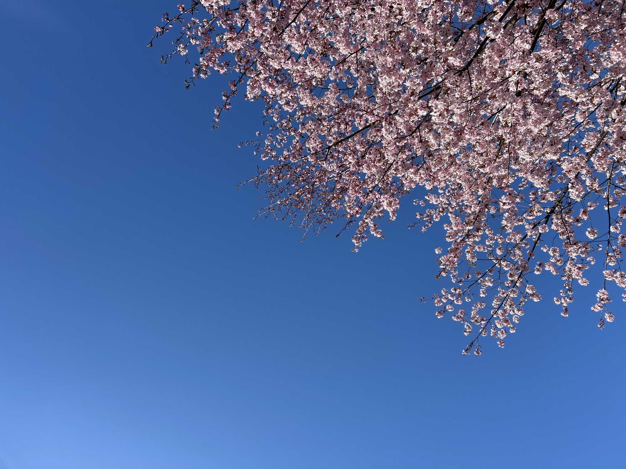 A view looking up into a flowering tree with many small, light pink blossoms against a clear, bright blue sky. The branches and blossoms fill the upper right quadrant of the frame, with the remaining area dominated by the sky. Given the light pink color of the blossoms and the presence of such trees in Saint Petersburg, Russia, it is plausible that this image was taken there. However, without additional information, this cannot be definitively confirmed.