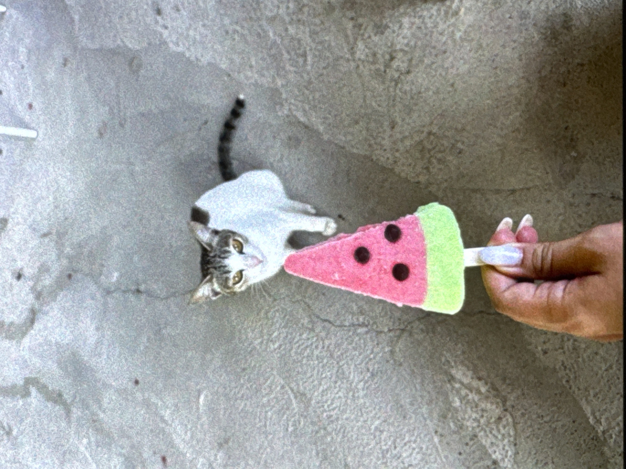A light grey cat lies on a textured concrete surface, its front paws extended towards a watermelon-shaped popsicle held by a person's hand. The popsicle is pink with black dots, green "rind", and a white stick. The person's hand has painted fingernails. The location is Unknown, Unknown.