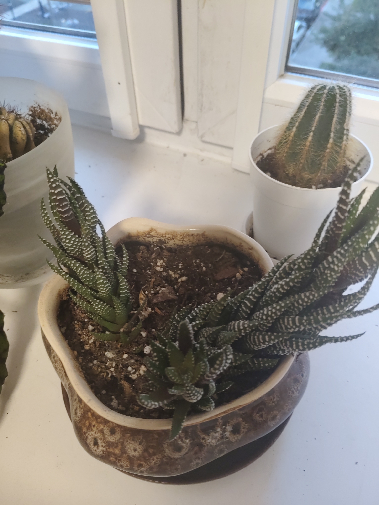The image depicts an indoor scene featuring several potted succulent plants arranged on a white windowsill. In the foreground, a brown, irregular-shaped ceramic pot contains two small green succulent plants with white speckles. The pot is resting on a matching saucer. To the right of this pot, a white plastic pot holds a tall, ribbed green cactus with thin, yellowish spines. Behind these, a portion of another pot is visible on the left, containing a cactus with segmented, brownish-green stems and spines. The window behind the plants shows an outdoor view of trees and buildings, suggesting an urban environment. The overall scene is well-lit, likely by natural light from the window. The image's metadata does not contain location information for Balashikha, Russia.