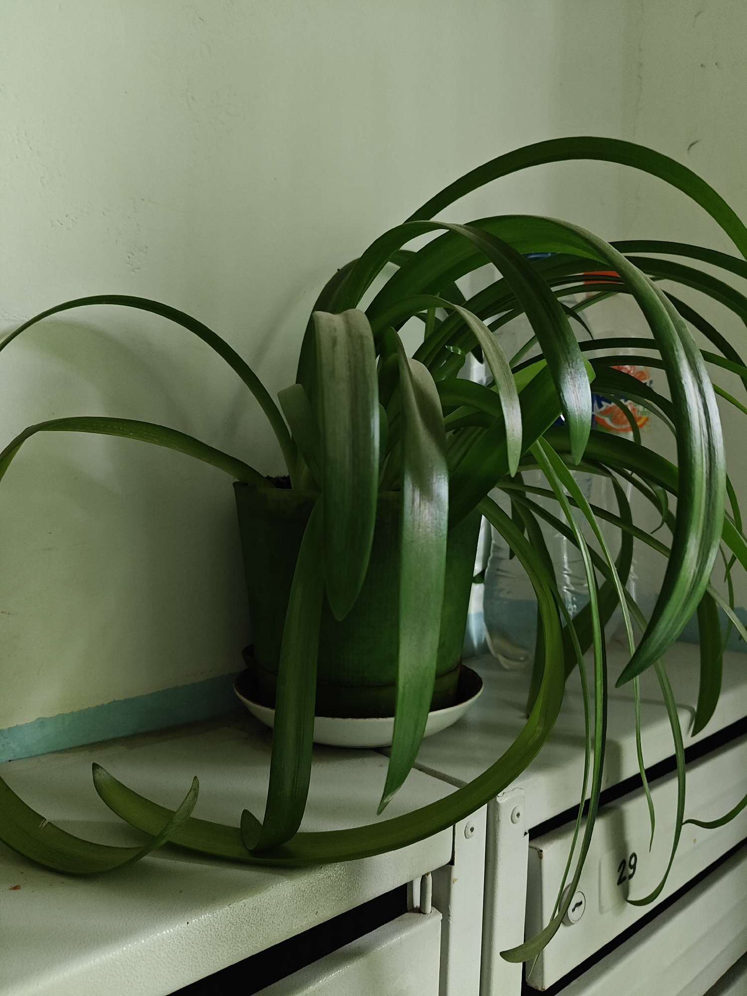 In Pushkino, Russia, a green potted plant sits on a light-colored surface, possibly a cabinet or shelf, in front of a pale green wall. The plant has long, arching green leaves that drape over the edge of the surface and extend towards the viewer. A white saucer is visible beneath the pot. Behind the plant, a transparent plastic bottle with a partially visible orange and white label is present. To the right of the plant, a white cabinet with drawers is visible, one of which has the number "29" printed on it. The lighting appears to be artificial and somewhat dim, casting shadows and highlighting the texture of the wall and the cabinet.