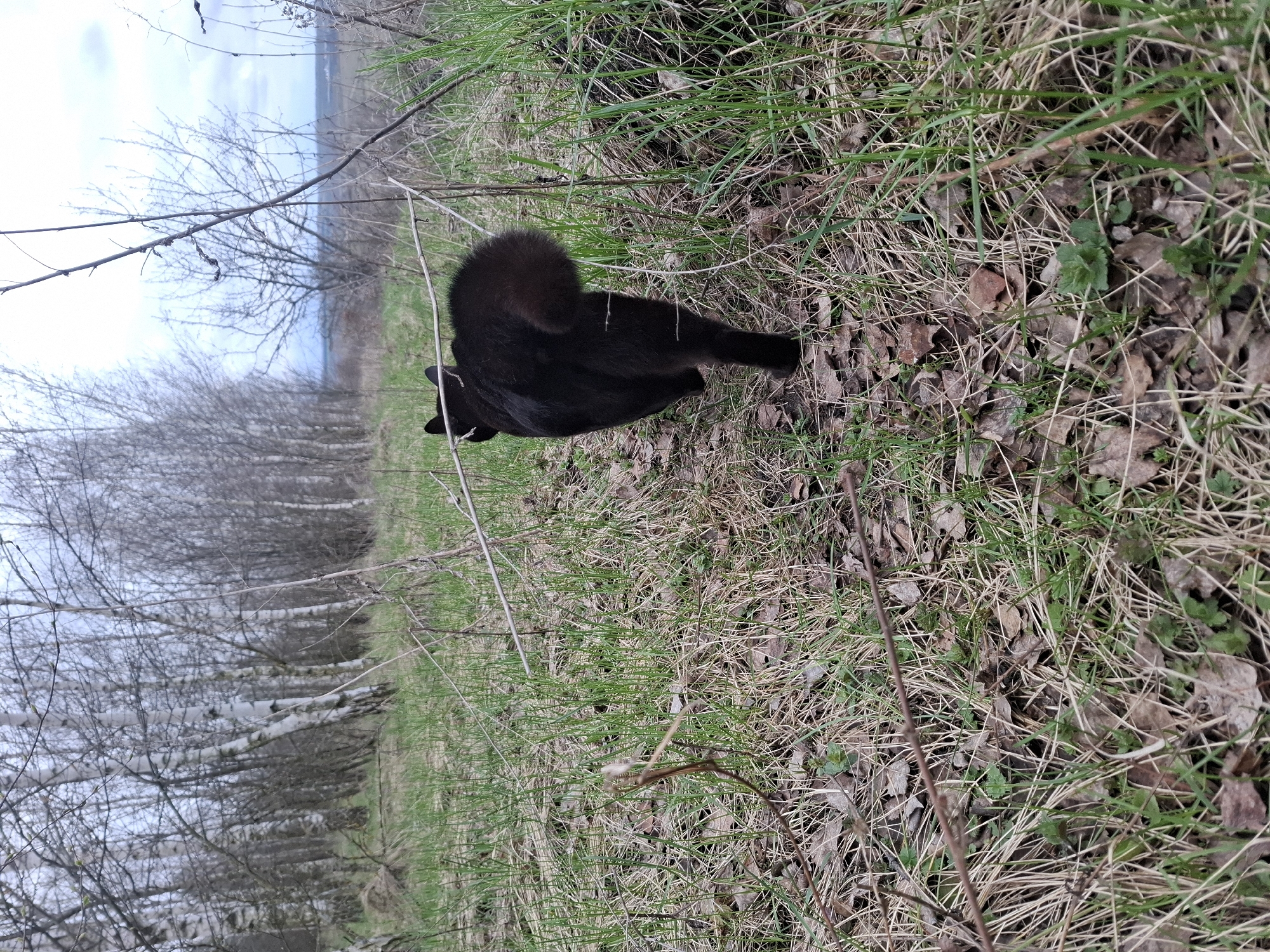 A black cat is depicted outdoors in a natural setting in Khlevnoye, Russia. The cat, seen from behind with its fluffy tail curled upwards, is the central subject in the foreground/midground. It is positioned on ground covered with a mix of green grass and numerous dry, brown fallen leaves, amidst sparse twigs and bare branches.
In the background, a line of deciduous trees with bare branches extends horizontally across the scene. Some of these trees exhibit characteristic white bark, suggesting they might be birches. Beyond the treeline, a body of water, likely a river or lake, is visible under a light, overcast sky.
The scene suggests a calm, possibly contemplative moment as the cat appears to be exploring or walking through the natural landscape. The bare trees and dry leaves indicate either early spring before new growth, or late autumn. The lighting is diffused, consistent with an overcast daytime. No text is visible in the image.
