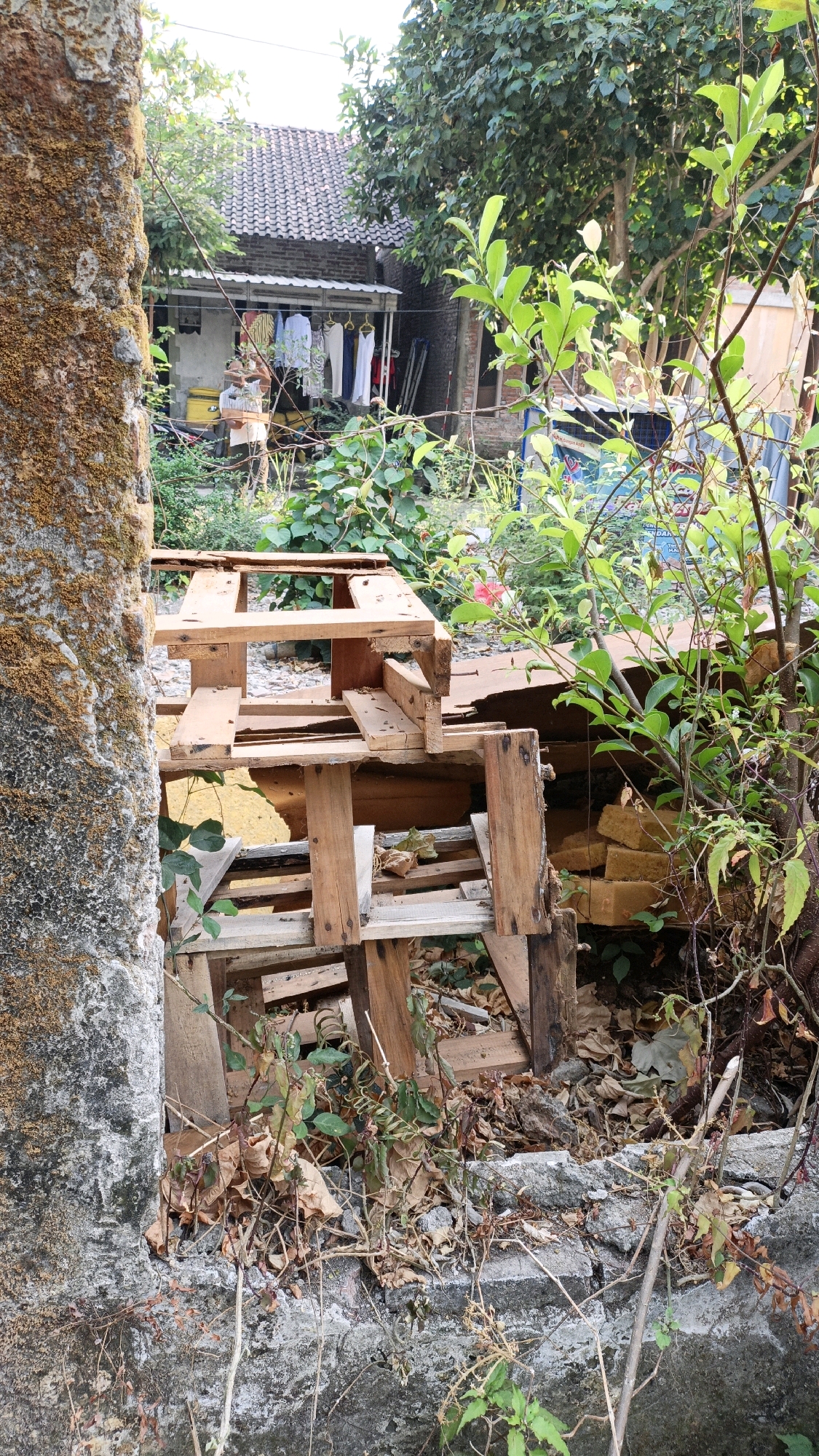 In Cikal, Indonesia, an outdoor scene depicts a cluttered yard. In the foreground, a crumbling concrete wall covered in moss is partially visible on the left. Adjacent to it, a pile of wooden pallets, some broken and weathered, are stacked haphazardly. Various debris, including dry leaves and branches, covers the ground around the pallets.
In the background, a house with a grey tiled roof is visible. Clothes are hanging on a clothesline in front of the house. Lush green foliage from trees and bushes surrounds the area, with some branches extending into the frame. The overall impression is one of disarray and neglect.