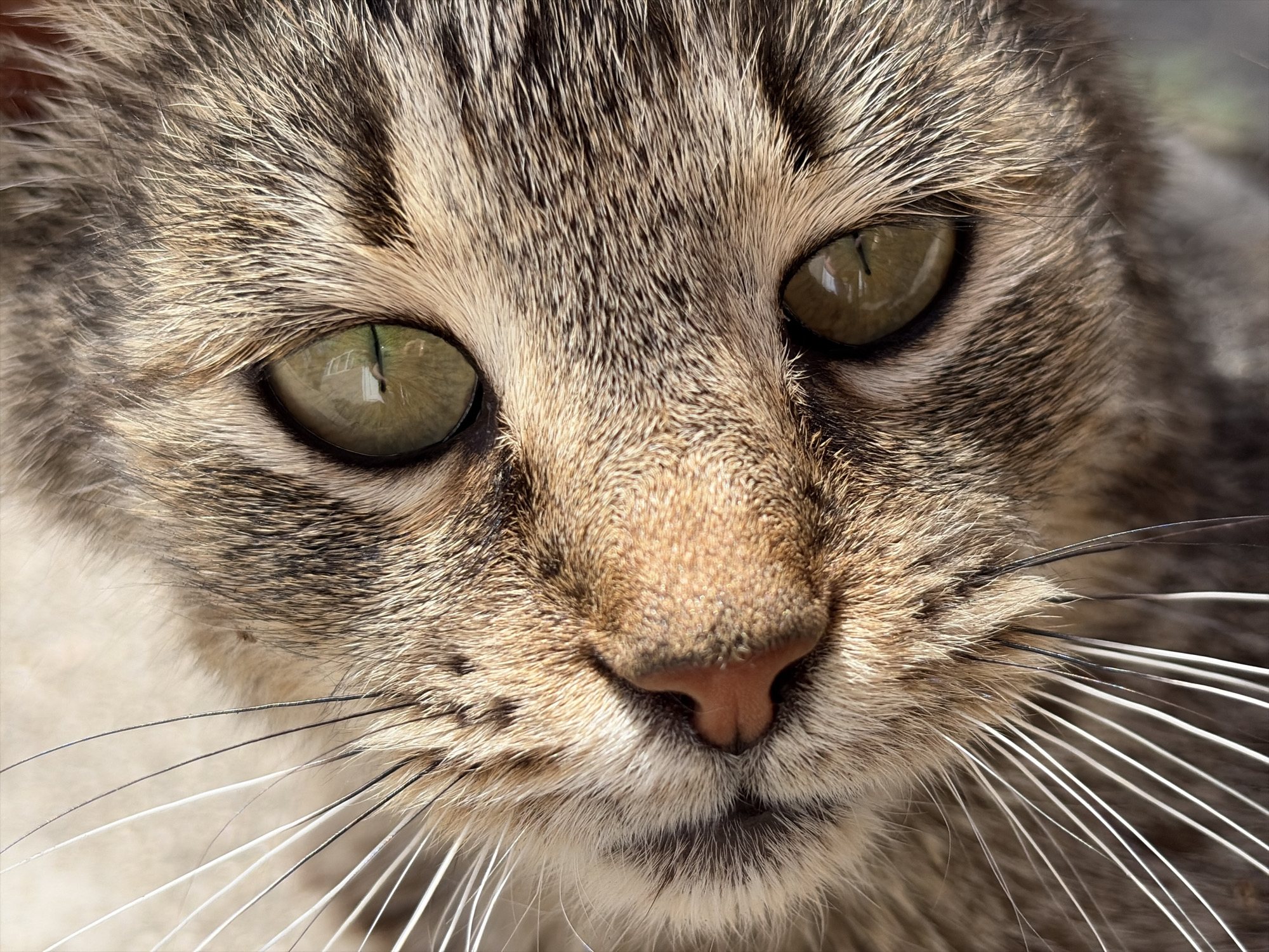 A very close-up, high-detail portrait captures the face of a domestic cat. The cat, appearing to be a tabby, features a complex fur pattern with shades of brown, gray, and light tan, showcasing fine hair texture. Its large, round eyes, striking in their greenish-gold hue, dominate the frame, with distinct vertical pupils. Within both eyes, clear reflections show what appears to be a grid-like structure, likely a window, and some outdoor greenery, suggesting the image was taken during daytime, possibly indoors or in a sheltered outdoor setting.
The cat's pinkish-brown nose is prominent, with subtle textural details. Long, thick white whiskers extend from both sides of its muzzle, contrasting with the darker fur. The lighting is bright and natural, highlighting the contours of the cat's face and the individual strands of fur. The cat's expression appears alert and calm, looking directly forward. The background is completely out of focus, ensuring the cat's face is the sole subject. There are no human subjects or visible text in the image.