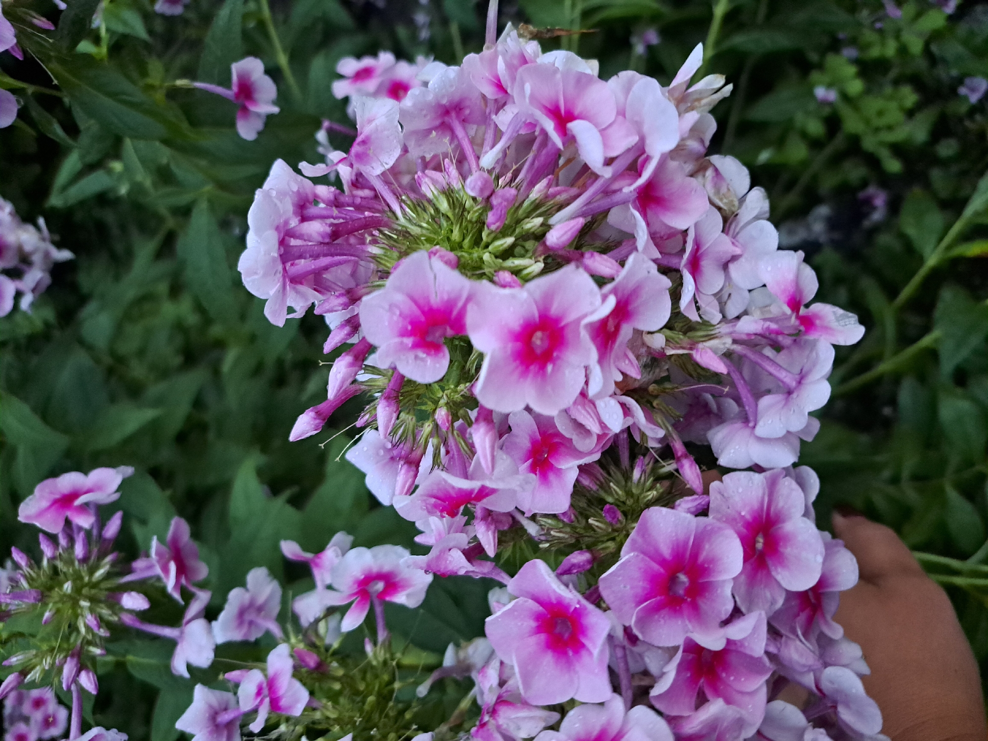 The image shows a close-up of a cluster of pink and white phlox flowers, some of which have water droplets on their petals. The flowers are in bloom and appear to be healthy. The background is a blur of green foliage, suggesting an outdoor setting. A portion of a person's hand is visible in the lower left corner of the image, gently supporting the flowers. The scene is likely in a garden or park in Chernetsk, Russia, given the flower type and setting.
