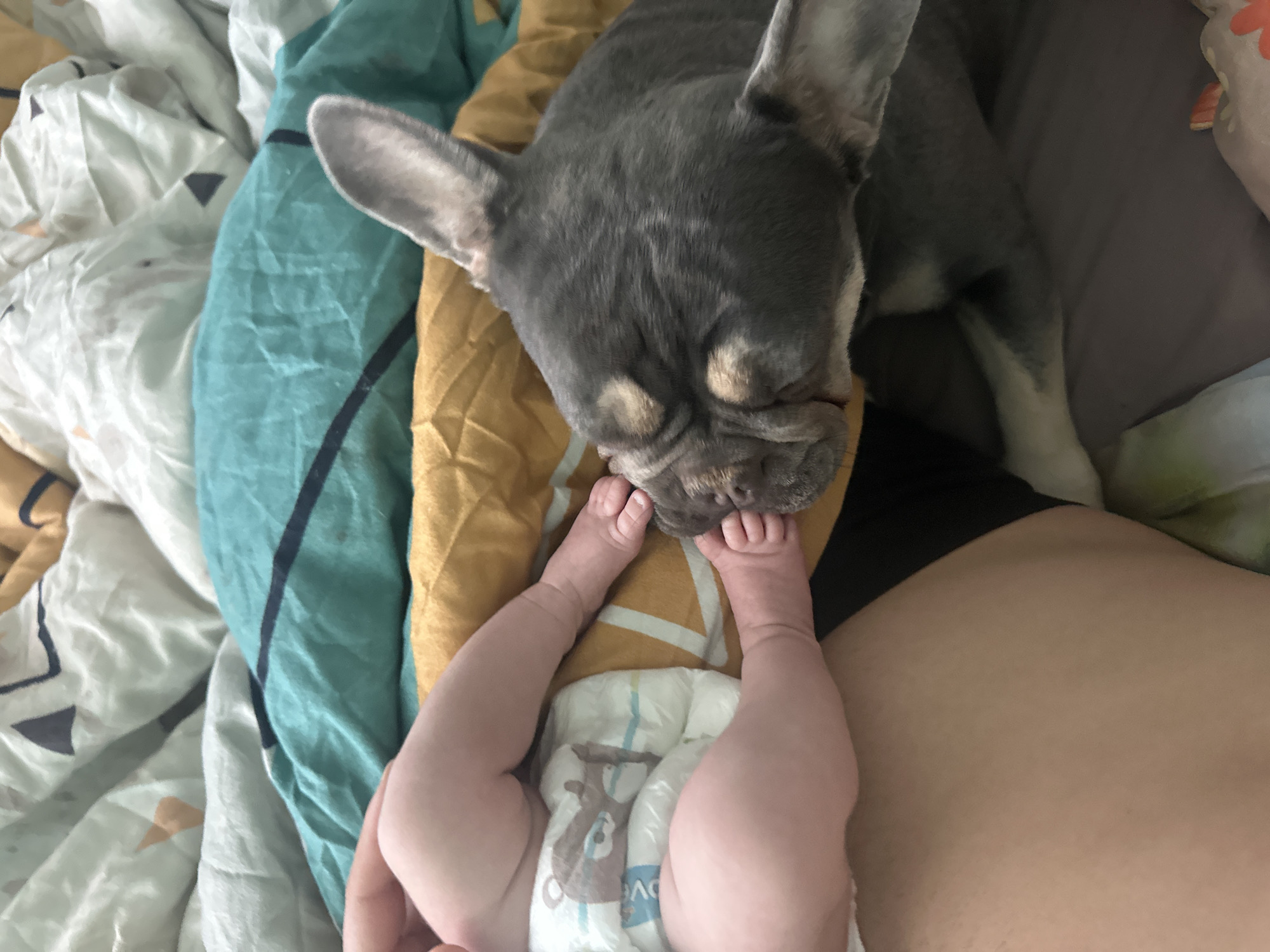 In an indoor setting, a grey French bulldog gently sniffs the feet of a baby. The baby is lying down, wearing a diaper with a cartoon bear print. The dog's head is close to the baby's feet, and its eyes are closed. The scene takes place on a bed with colorful patterned sheets and blankets. The overall impression is one of tenderness and interaction between the dog and the baby.