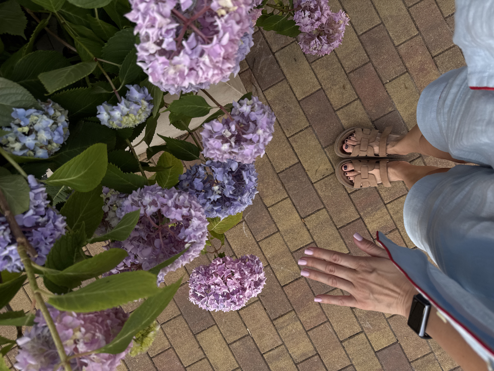 The image shows a top-down view of a person's legs and feet, wearing light blue shorts and tan sandals, standing on a brick pathway. Next to the person's feet, a hand with light pink nail polish is visible. In the background, several blooming hydrangeas in shades of purple and blue are displayed. The scene is likely in Sochi, Russia, given the context of the hydrangeas which are a common sight in the city, especially during the summer months. The brick pathway suggests an outdoor setting, possibly a park or a garden. The lighting indicates it is daytime, with natural light illuminating the scene. There are no other people or significant objects in the immediate vicinity.