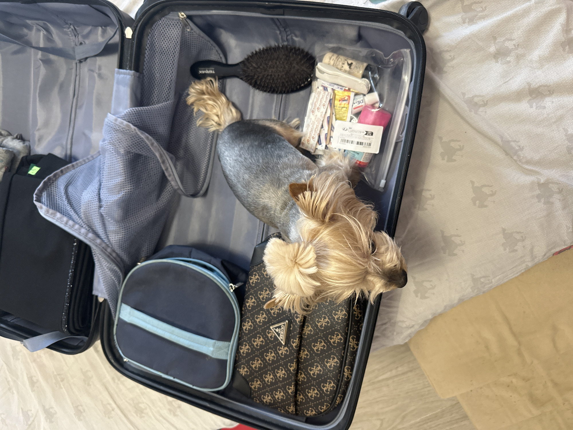 The image shows an open suitcase on a patterned surface, possibly a bedspread or rug. Inside the suitcase, among clothing and travel accessories such as a brush and toiletries, there is a small dog, possibly a Yorkshire Terrier. The suitcase contains a toiletry bag with a repeating "G" logo. The dog is positioned on top of the contents. The location is unknown and there is no evidence to suggest this is in Sofia, Bulgaria.