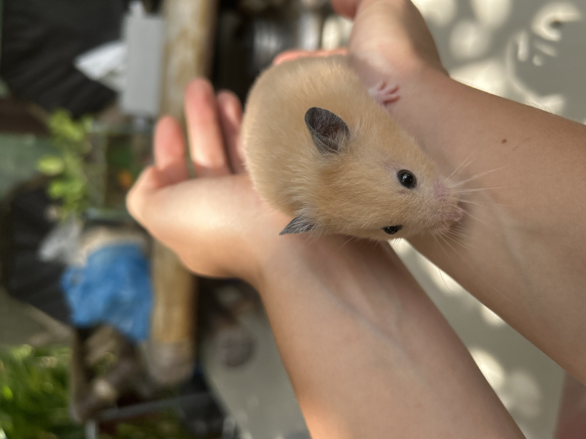A golden hamster is held in the open palms of two hands. The hamster is facing to the right of the frame, with a small black eye and whiskers visible. The background is blurry, showing hints of greenery and some indistinct objects.
The location, Kuta Selatan, Indonesia, cannot be determined from the image.