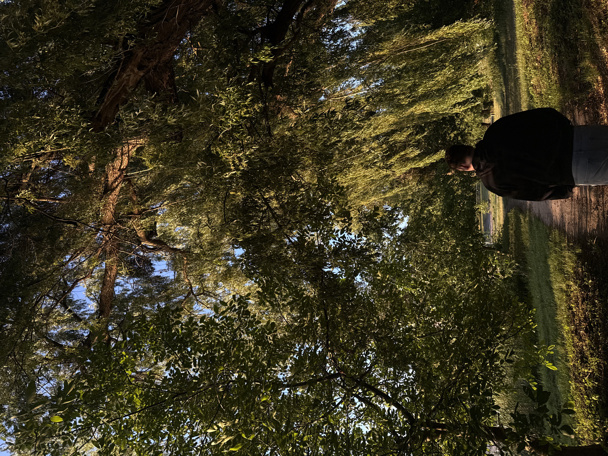 An individual wearing a black hoodie and light-colored pants walks away from the camera on a dirt path. The path is bordered by grassy areas and dense foliage, with large trees forming a canopy overhead. Sunlight filters through the leaves, casting dappled light on the path and the surrounding vegetation. The scene appears to be in a park or natural setting within a city, as indicated by the presence of a path and what may be distant urban structures. The time of day is likely late afternoon or early evening, given the warm, low-angle sunlight.
