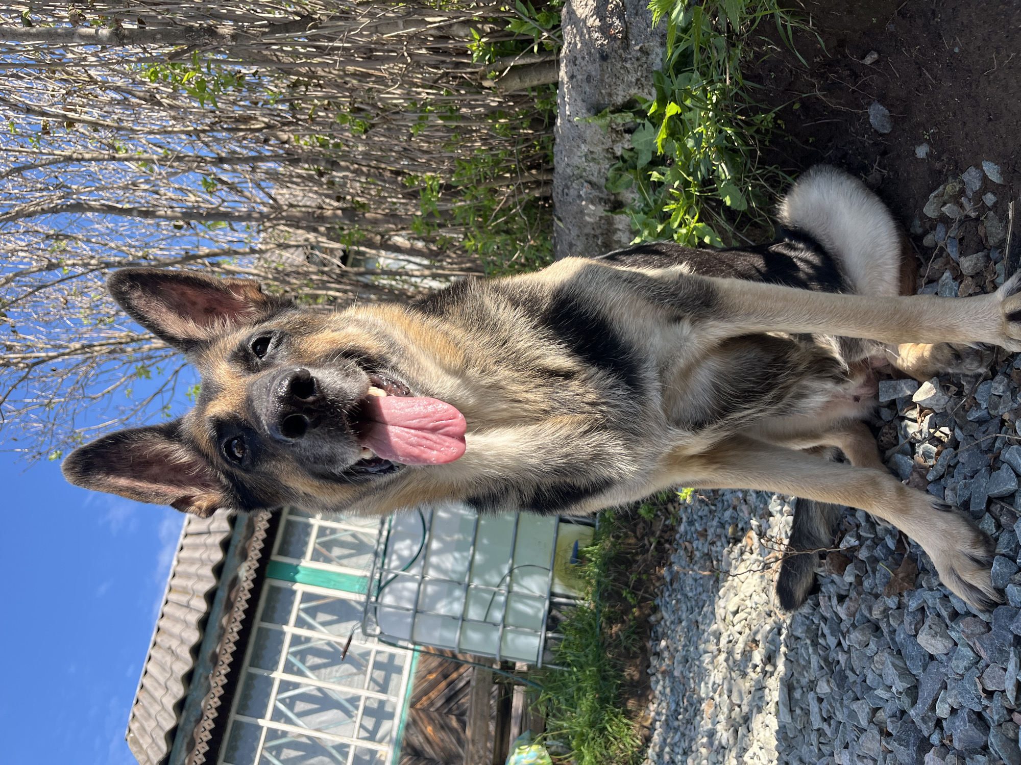 A German Shepherd dog is sitting on a gravelly surface in front of a weathered wooden building with a corrugated roof. The dog is looking directly at the camera with its tongue hanging out. Behind the dog and to the right is a dense growth of dry branches with new green leaves. To the left of the dog is a large white plastic tank with a metal frame, and further left is a section of the wooden building with windows. The ground is covered in gray gravel and some green grass. The sky is blue with a few wispy clouds. This scene is likely in a rural or semi-rural area of Nizhny Tagil, Russia, possibly a dacha or backyard.