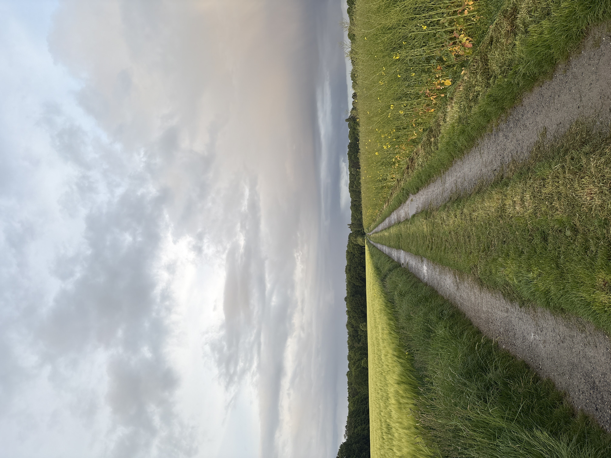 The image shows a dirt path running through fields under a cloudy sky. On the right side of the path, there is a field with green grass and some yellow flowers. On the left side of the path, there is a field of what appears to be grain, with a line of trees bordering the field. The sky is overcast with various shades of gray clouds.
While the location is not explicitly stated in the image, the prompt indicates it's in Mönchengladbach, Germany. There are no people, animals, or specific interactions visible.
