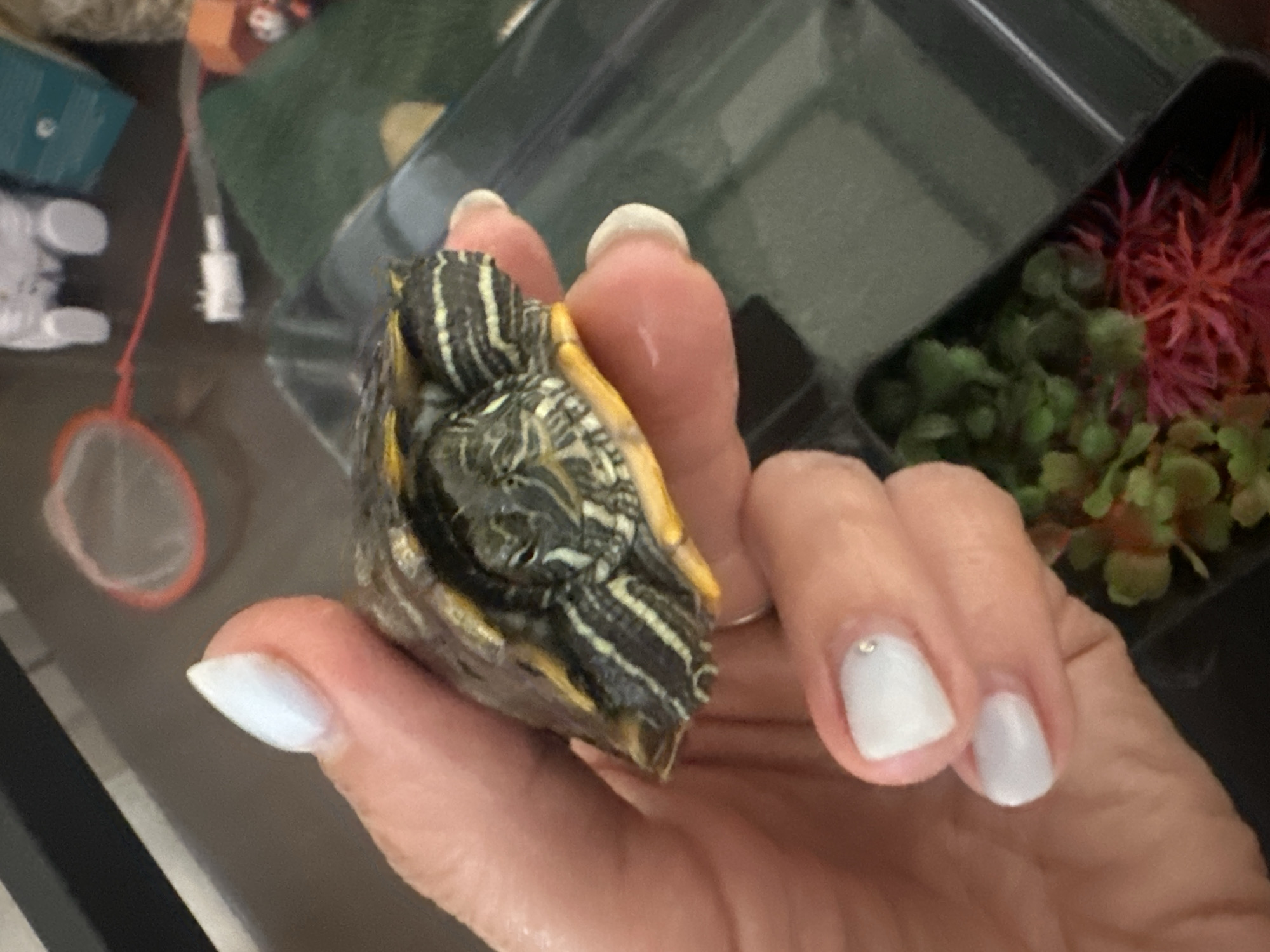 In a close-up, indoor shot, a person's hand, adorned with white-painted fingernails, gently holds a small turtle. The turtle, with its distinct black and yellow stripes on its head and neck, is positioned at an angle, its head turned to the right. The background shows a dark, slightly blurry surface, possibly a countertop, with hints of a red-rimmed net, a white object, and a green surface, suggesting a pet habitat or cleaning area. The scene is devoid of any recognizable landmarks that would indicate a specific city or country.