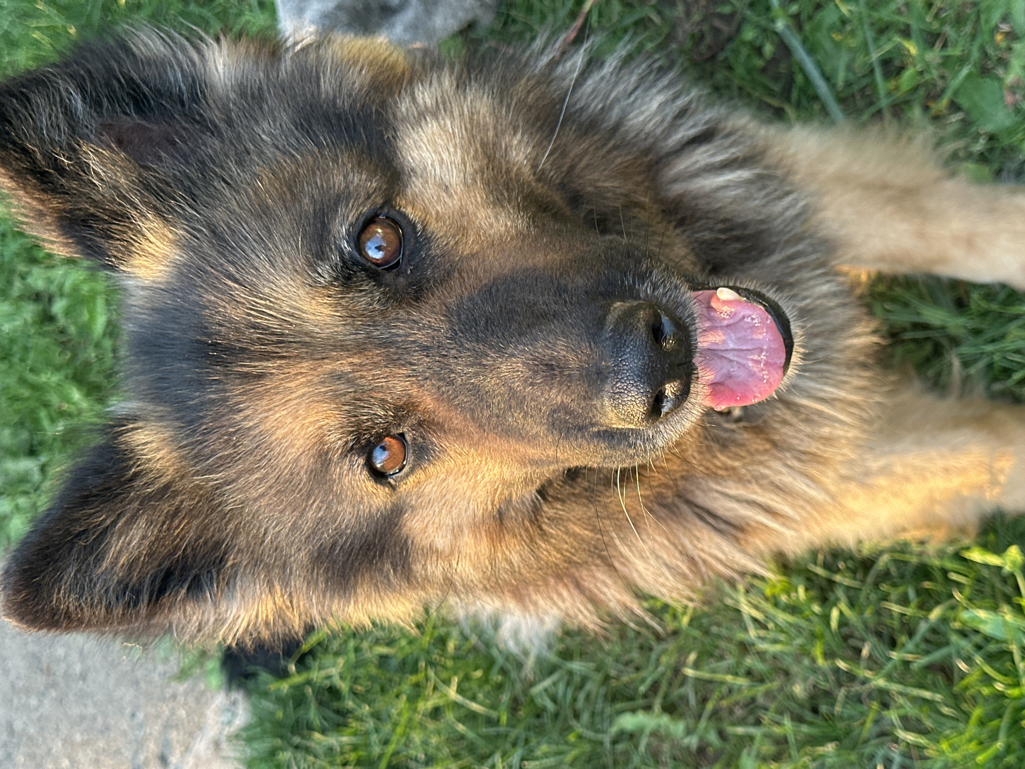 A close-up, eye-level, full-frame portrait shows a German Shepherd dog with its mouth slightly open, tongue visible. The dog is facing the camera with its head tilted slightly to its left. Its fur is a mix of brown and black, with a lighter tan color on its chest and legs. The dog's eyes are brown and reflective. The background consists of green grass and a blurred gray surface that appears to be pavement. The lighting suggests it is daytime, with sunlight illuminating the dog's face from the left. The image appears to have been taken outdoors, possibly in a park or yard, and does not depict any specific landmarks or elements that would indicate its location within the city of Chaikovsky, Russia.