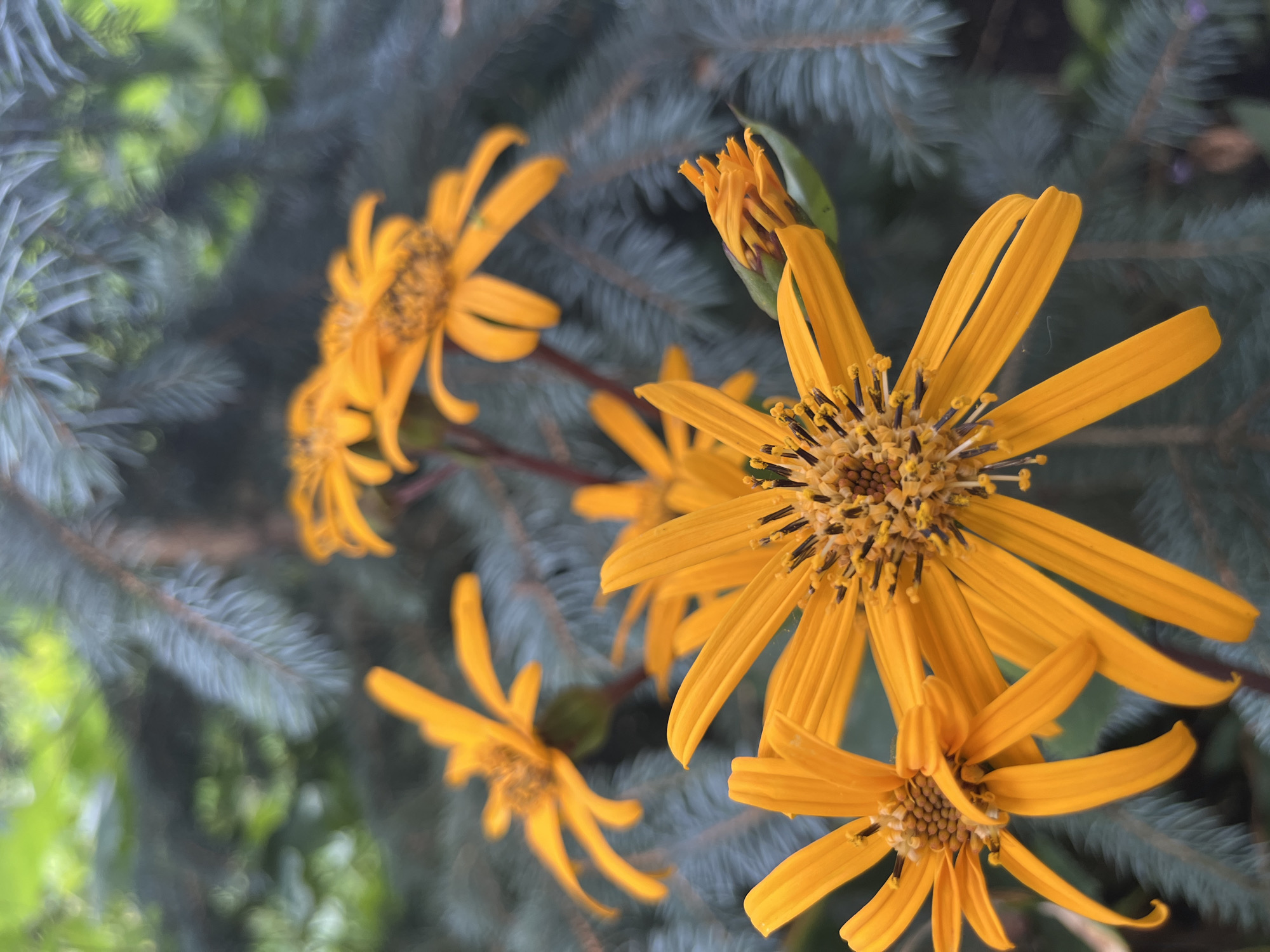 The image displays a close-up view of several bright orange flowers with prominent yellow stamens. The flowers have numerous thin, elongated petals. In the background, there is a blurred representation of evergreen foliage, likely from a conifer tree with blue-green needles. The lighting suggests an outdoor environment, possibly in a garden or natural setting. There is no indication of people or specific urban landmarks that would place the scene in Fedorovka, Russia.