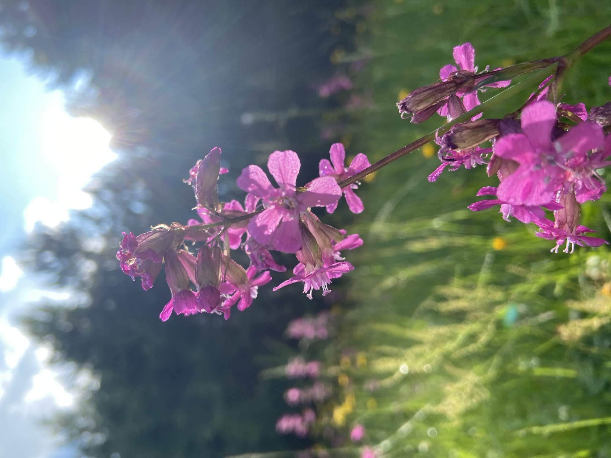 A close-up, low-angle shot focuses on a cluster of pink flowers in the foreground. The flowers are detailed, showing individual petals, some with dew drops, and dried seed pods. The background is a soft-focus field of green grass, with scattered yellow and pink wildflowers. Behind the field, a dark line of trees is visible, silhouetted against a bright sky with sun rays streaming through clouds. The location is Chaikovsky, Russia, a city known for its natural beauty.
