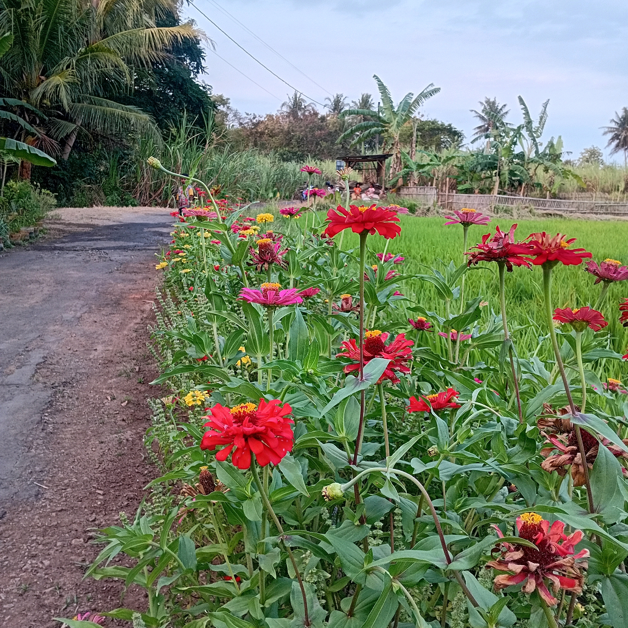 In Sumberarum, Indonesia, a dirt road curves along a vibrant field of zinnias in shades of red, pink, and yellow. The flowers, some in full bloom and others withered, are a riot of color against the lush green of a rice paddy that stretches into the background. Banana trees and palm trees punctuate the horizon, and a simple wooden structure stands near the edge of the field. The sky above is a soft, hazy blue, and power lines crisscross overhead, hinting at the nearby human settlement. The scene is peaceful and serene, a snapshot of rural Indonesian life.