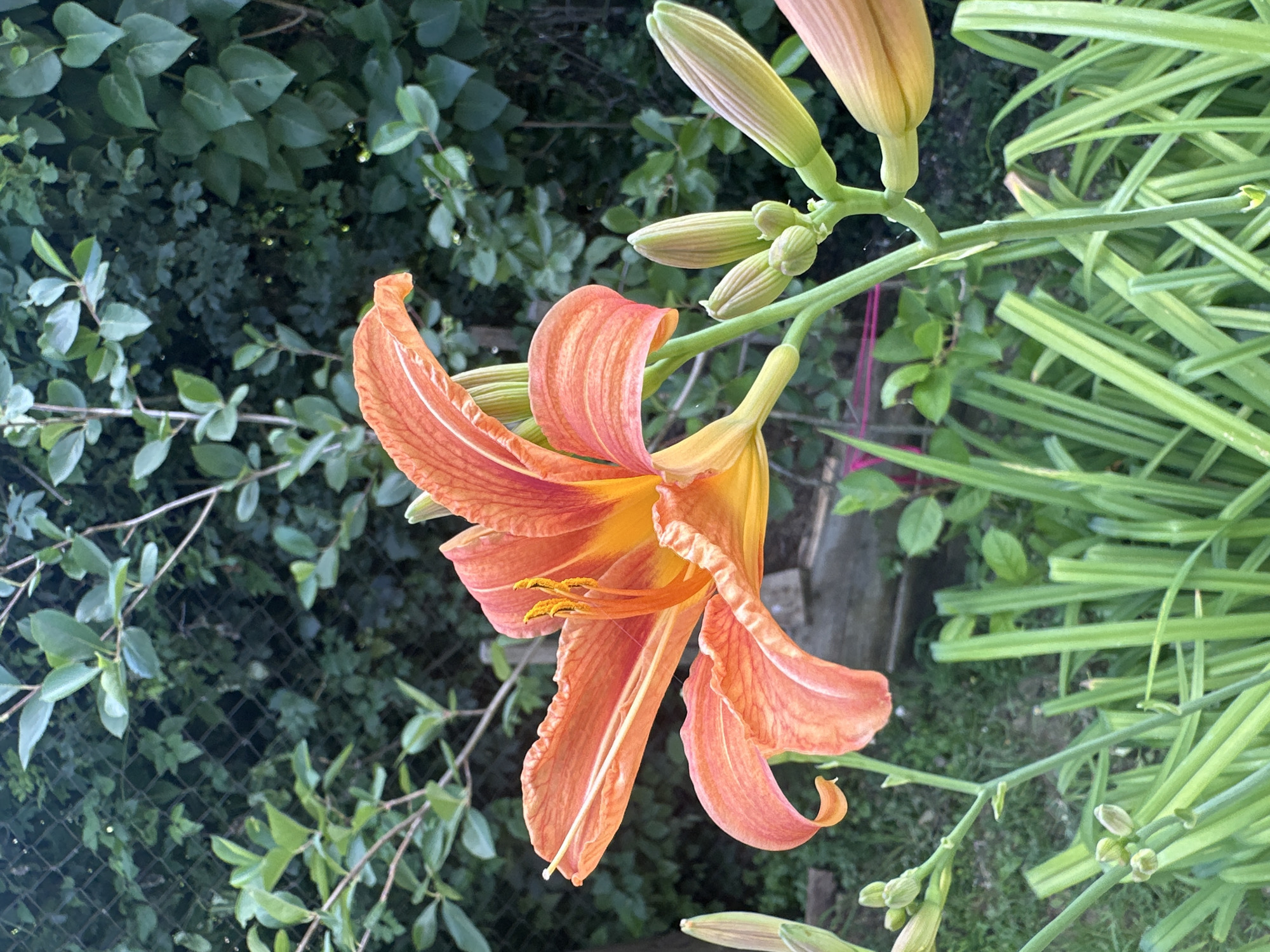 An orange daylily is in full bloom, its petals unfurled and vibrant against a backdrop of lush green foliage and a chain-link fence. Several buds are visible, clustered on the stem, hinting at future blooms. The ground beneath is covered in green grass and leaves. The scene suggests an outdoor setting, possibly a garden or park. The lighting indicates it is daytime, with soft shadows suggesting diffused sunlight. There are no people present in the image.