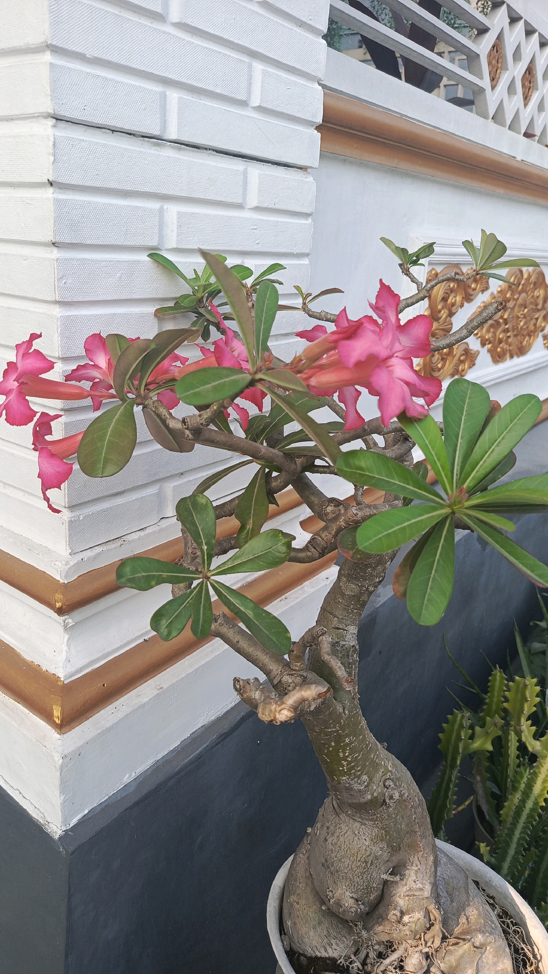 The image depicts a close-up of a desert rose plant with vibrant pink flowers and green leaves, positioned in front of a white brick wall with a gold trim. The wall has a textured pattern, resembling horizontal brickwork. To the right of the main plant, a spiky cactus is partially visible, suggesting a garden or outdoor setting. The lighting indicates it is daytime, with shadows cast by the plant and wall elements. The environment appears to be an exterior, likely a residential area or a public space in Cekok, Indonesia.