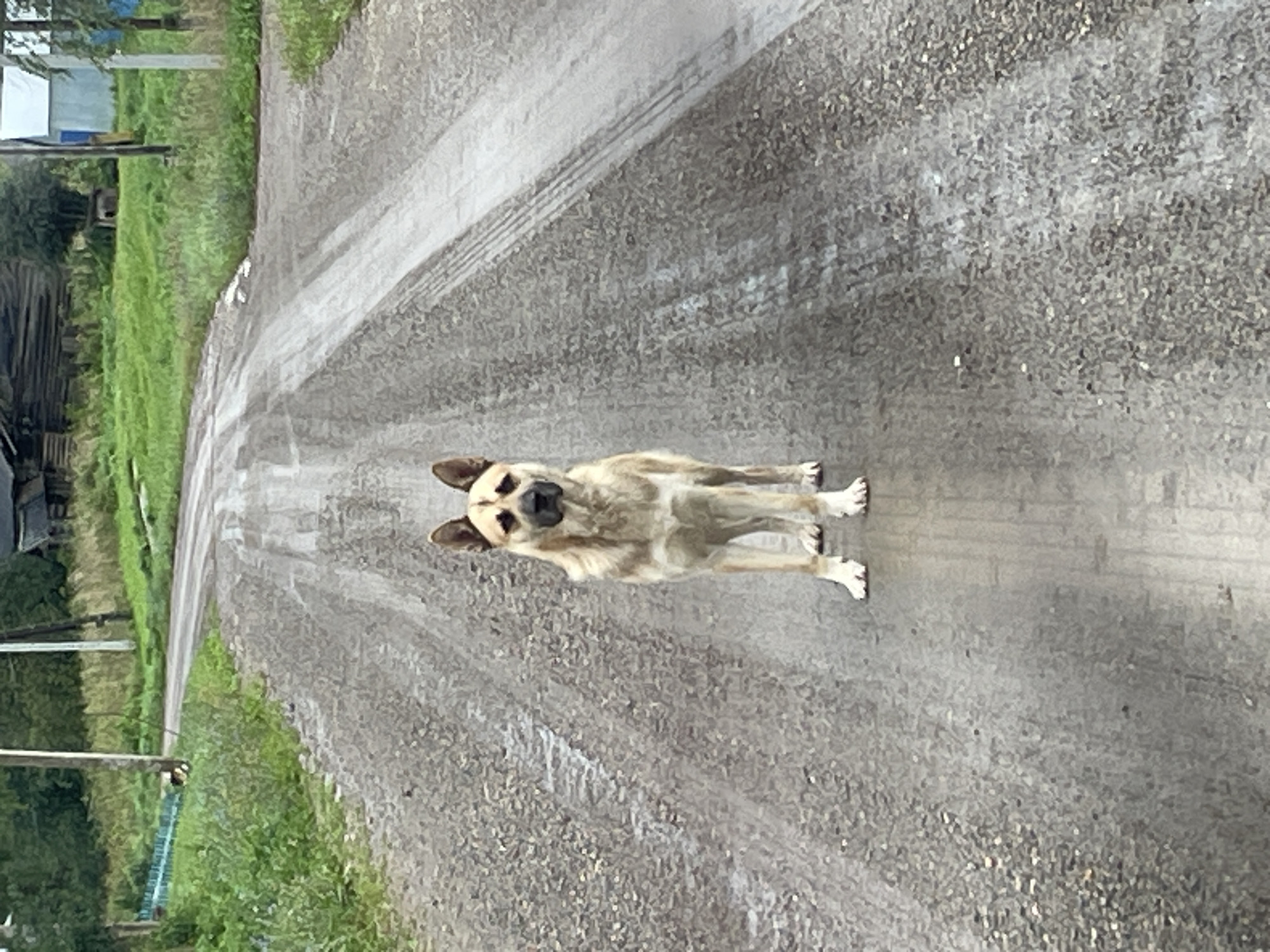 A tan and white dog stands facing the camera on a wet, gravel road. The dog has erect ears and dark markings around its eyes and muzzle. The road is unpaved and shows tire tracks. In the background, to the left of the road, there is a blue fence, green grass, and trees. To the right of the road, there are more trees and structures that appear to be rural buildings. The sky is overcast. This scene is located in Panteleevka, Russia.
