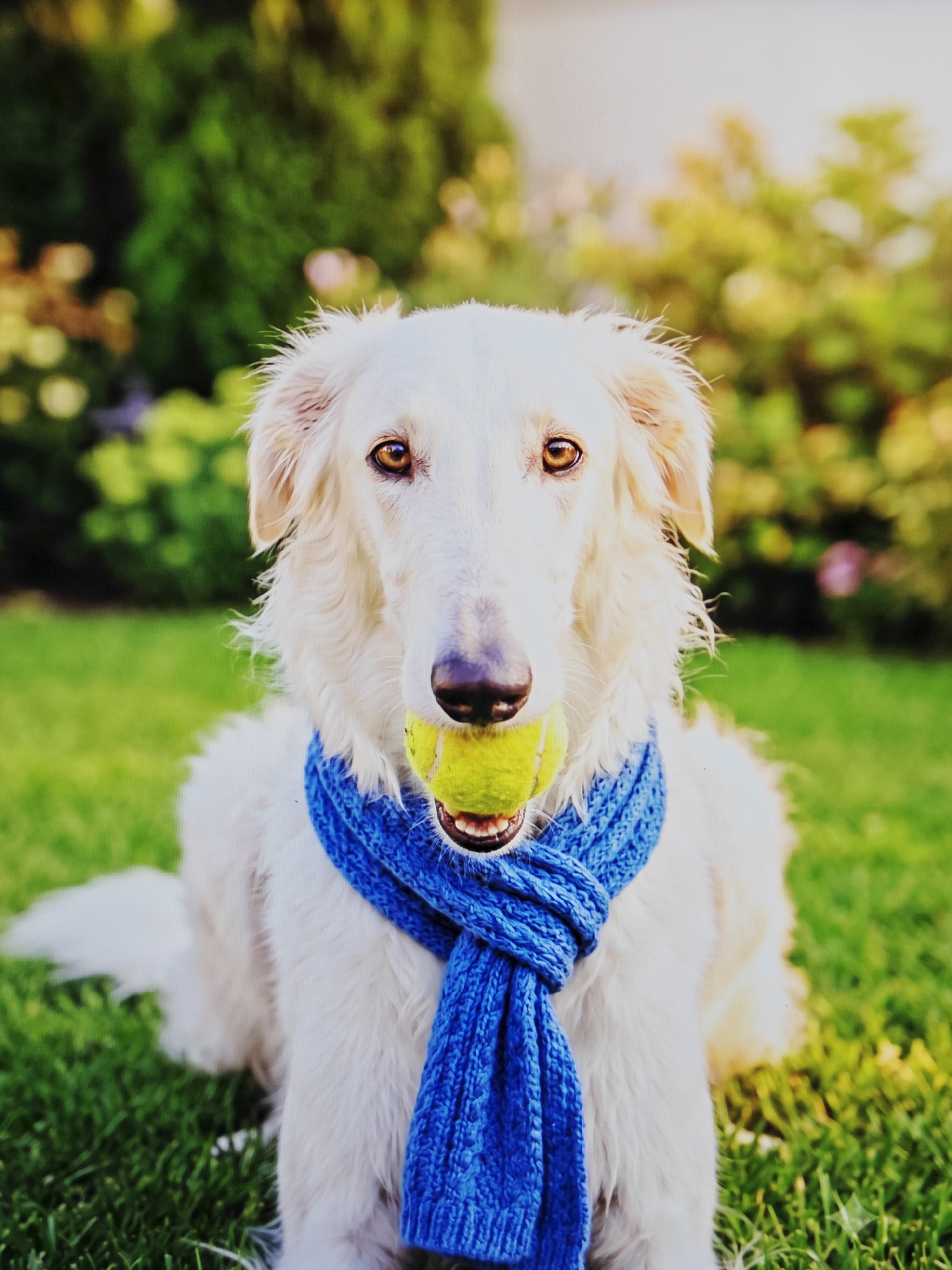 A white Borzoi dog is sitting on a grassy lawn, wearing a blue knitted scarf and holding a tennis ball in its mouth. The dog's eyes are amber, and its ears are long and floppy. The background is blurred, with green trees and yellow flowers visible. The lighting is soft and natural, suggesting it is daytime.